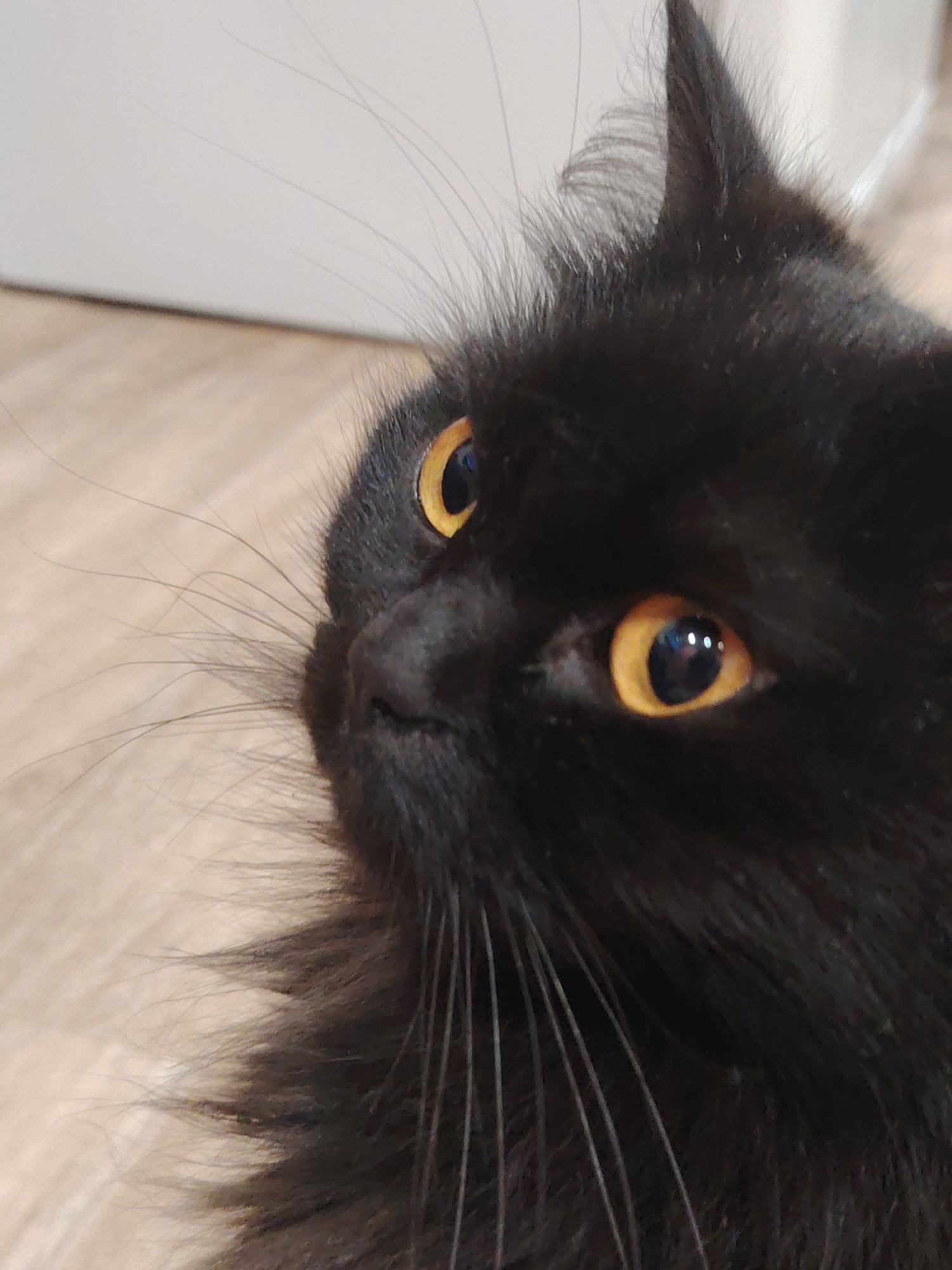 A close-up, three-quarter profile forensic image captures the head of a black, long-haired domestic feline. The cat's head is tilted upwards and slightly to its left, with its right facial features prominently displayed. Both eyes are sharply in focus, exhibiting a striking amber hue with narrow black pupils that reflect distinct points of light, indicative of an indoor light source. Numerous long, slender, light-colored vibrissae extend from its muzzle. The cat's black nose is visible in profile. The background is softly blurred and horizontally divided: the lower section reveals a light-toned, textured surface consistent with wooden or laminate flooring, while the upper section displays a smooth, unadorned light-colored wall, likely white or off-white. No human presence or specific action beyond the cat's attentive gaze is evident. The scene is located in the city of Unknown, Unknown.