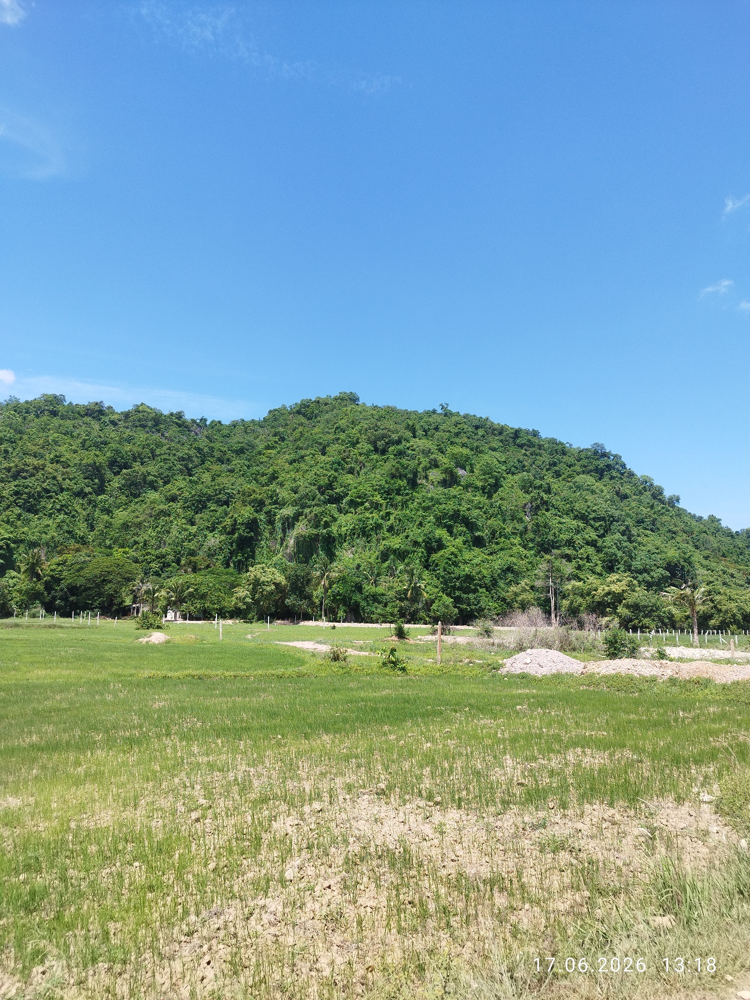 In the city of Tuek Chhou, Cambodia, a serene landscape unfolds under a clear blue sky. The foreground is dominated by a lush green rice paddy, its young shoots stretching towards the horizon. In the mid-ground, a gentle slope rises, covered in dense, verdant foliage that cascades down from a prominent hill. Scattered among the trees are a few structures, their presence subtle against the natural backdrop. A dirt path winds its way through the scene, adding a touch of human presence to this tranquil rural setting. The image is dated 17.06.2026 13:18, suggesting a bright, sunny afternoon.