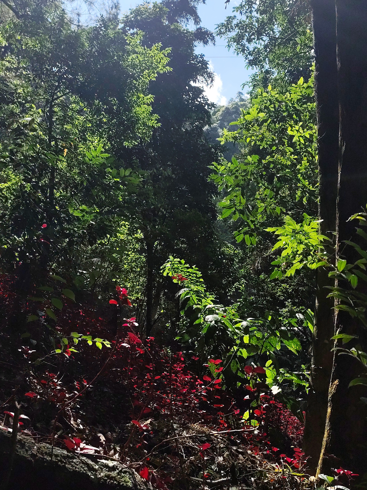 This image captures a lush, verdant forest scene in Da Lat, Vietnam, bathed in dappled sunlight. The foreground is dominated by a carpet of deep red foliage, its vibrant color contrasting sharply with the surrounding greenery. Behind this, towering trees with dense green leaves create a rich tapestry of textures. Sunlight filters through the canopy, illuminating patches of leaves and creating a dramatic interplay of light and shadow.
The scene suggests a peaceful, natural setting, likely a hiking trail or a secluded area within a forest. The bright sky peeking through the upper branches indicates it is daytime, likely morning or afternoon, with clear weather. The overall mood is serene and somewhat mysterious, evoking the beauty and tranquility of a tropical forest. There are no visible people or man-made objects, except for what appear to be thin wires stretching across the sky in the distance, possibly power lines, which are a subtle hint of human presence within the natural landscape. The image is rich in natural detail, from the varied shades of green to the striking red undergrowth, all rendered in the soft glow of natural light.