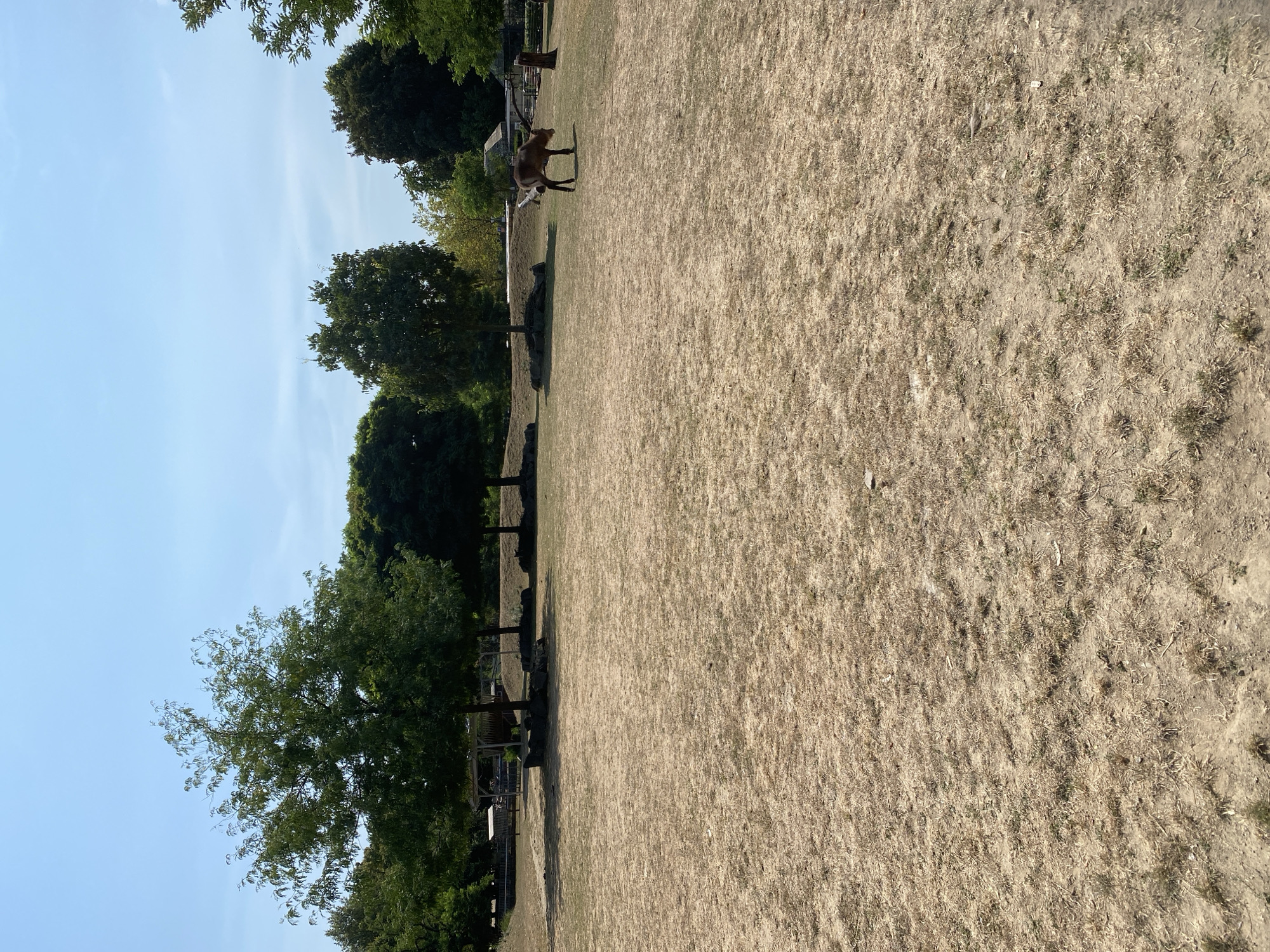 An outdoor scene captures a dry, grassy field under a clear blue sky. In the distance, a single brown goat stands on the parched ground, facing left. Surrounding the field are several trees, some with dense green foliage and others with sparser leaves. Behind the trees, elements of a zoo or park are visible, including structures, fencing, and what appears to be a small building with a peaked roof. The overall impression is of a sunny day in a somewhat arid, outdoor enclosure. The image is taken at the Zoo Neuwied.