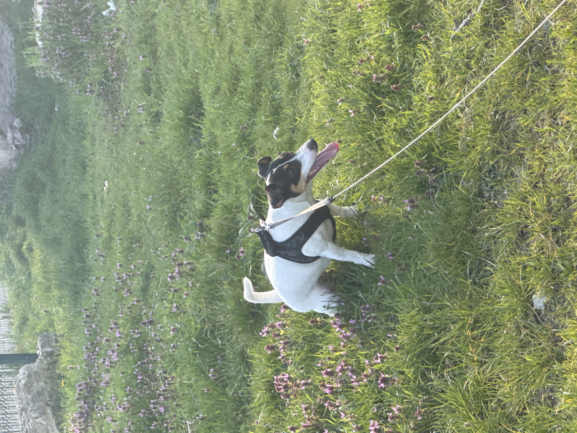 A Jack Russell Terrier dog wearing a black harness and attached to a white leash sits in a grassy area dotted with purple flowers. The dog's tongue is hanging out. The location appears to be a park or open green space within Varna, Bulgaria. The foreground contains the dog and the grassy area, while the background is blurred, suggesting a broader view of the park or city beyond.