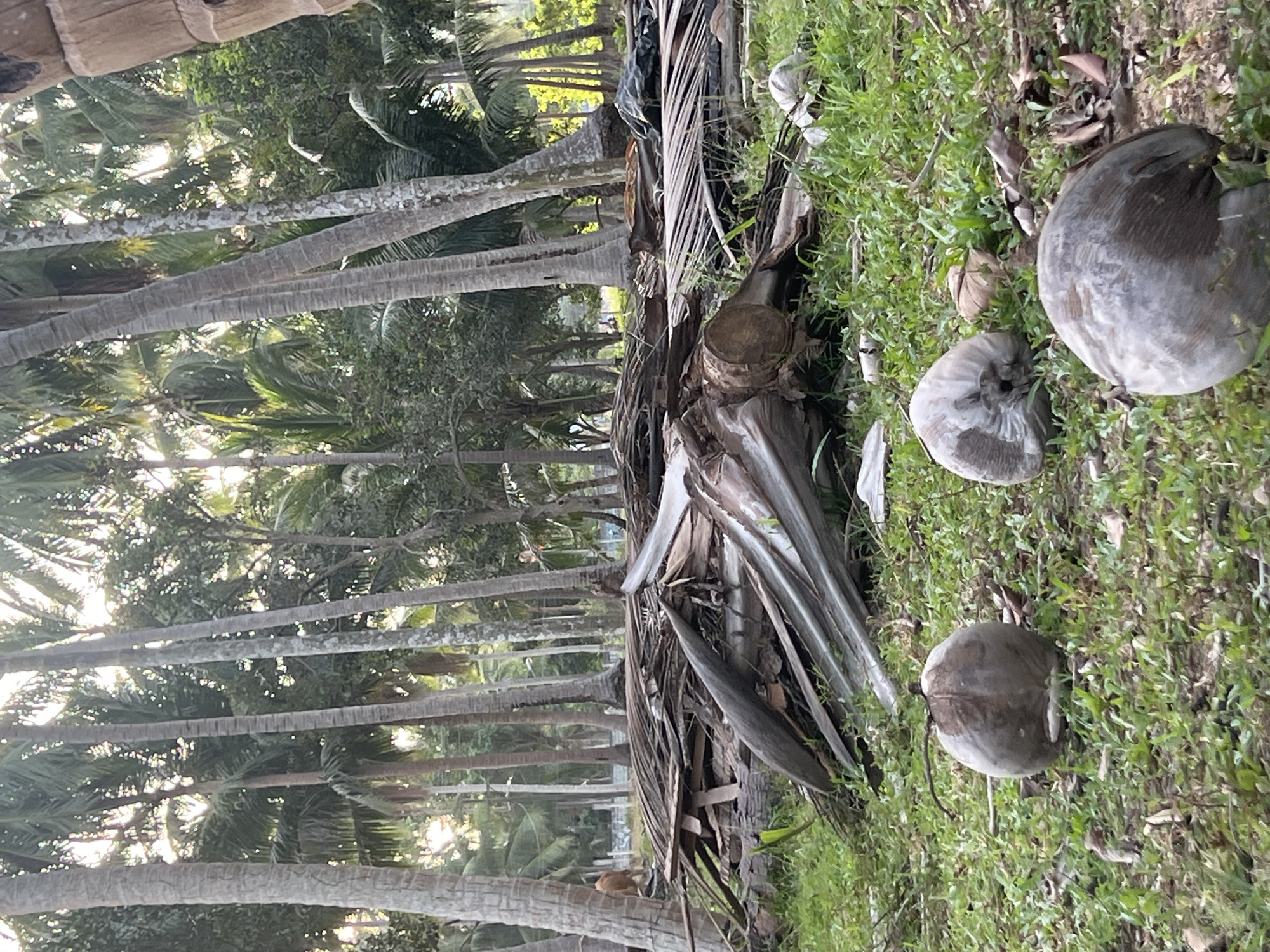 The image depicts an outdoor scene in a tropical environment, likely in a rural area or a park, with a strong presence of coconut palm trees. The ground is covered in green grass with some scattered dry leaves and debris. In the foreground, three coconuts are visible on the grass. Behind the coconuts, there is a large pile of dried palm fronds, logs, and other organic material, suggesting a recent clearing or natural debris accumulation. The background is dominated by a dense cluster of tall, slender coconut palm trees, with some foliage and the sky visible through the gaps. Sunlight filters through the trees, creating a dappled lighting effect. In the distance, a person is partially visible to the left, near a white wall or fence, and a few other indistinct figures and structures might be present further back. The overall impression is one of a natural, somewhat untamed environment with evidence of human activity in the form of cleared debris and the distant figures.