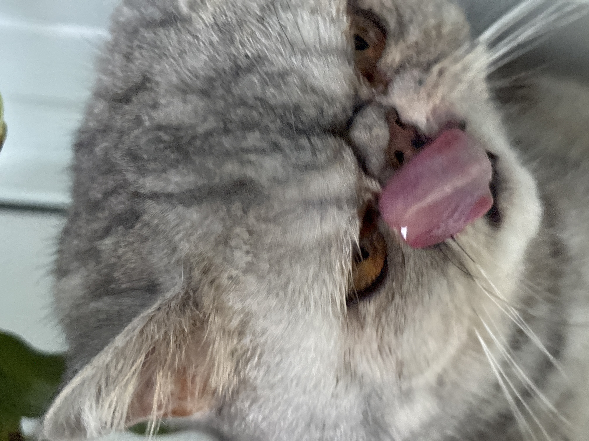The close-up, eye-level, indoor photograph features a grey tabby exotic shorthair cat. The cat's face is the primary focus, with its pink tongue extended and licking its nose. Its amber-colored eyes are partially visible, and its fur exhibits a striped pattern. The background is blurred, with hints of green foliage at the top left and a light blue, out-of-focus area to the right. There is no information available about the location in Chaikovsky, Russia.