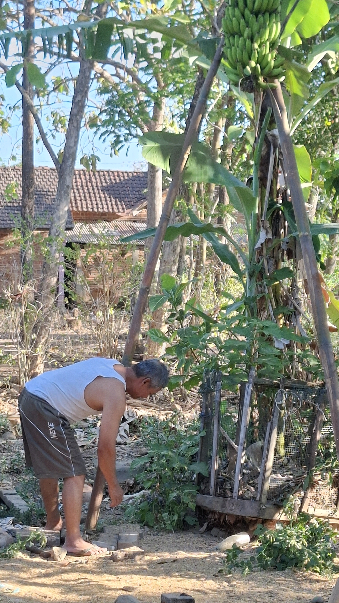 In Semanding, Indonesia, a man in a white tank top and grey shorts is tending to a small caged animal. The man is bending over, appearing to interact with the cage. The cage, constructed from wood and wire mesh, is situated amidst dense foliage. Behind the man and cage, a banana tree with a cluster of green bananas stands prominently, supported by bamboo poles. The background reveals a traditional house with a tiled roof and several trees. The ground is covered in dirt, scattered with wood debris, and what appears to be rice husks. The scene suggests a rural or semi-rural domestic setting.