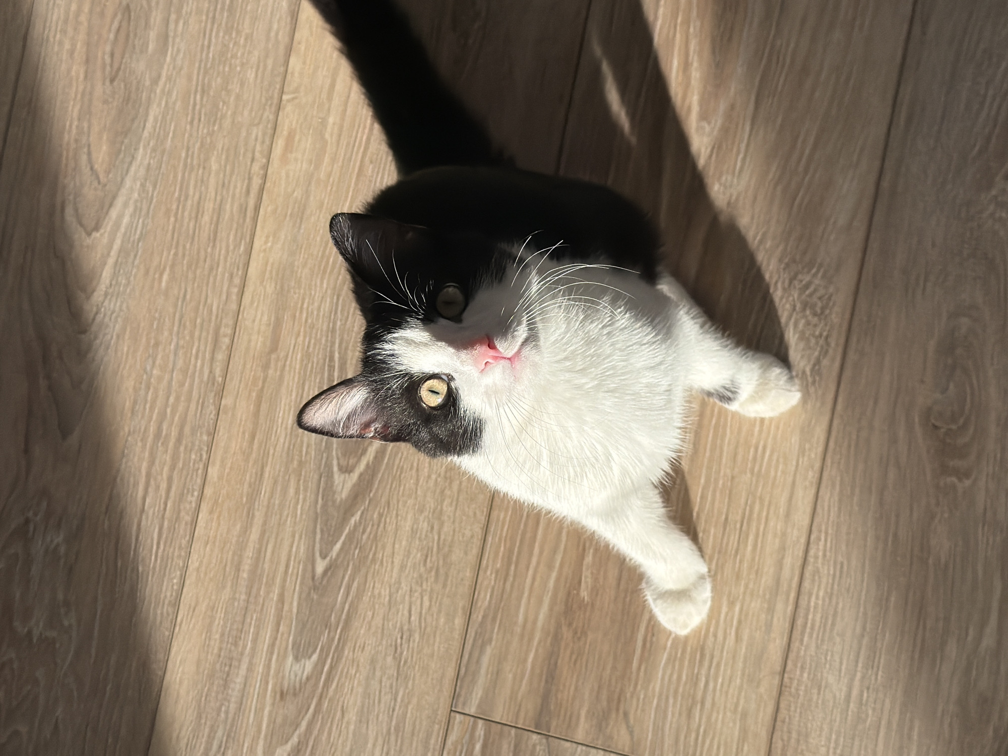 A black and white domestic cat is sitting on a light-colored wooden floor. The cat is looking up at the camera. Sunlight is casting a shadow behind the cat. The location is unknown, and there is no information to suggest the location is Chaikovsky, Russia.