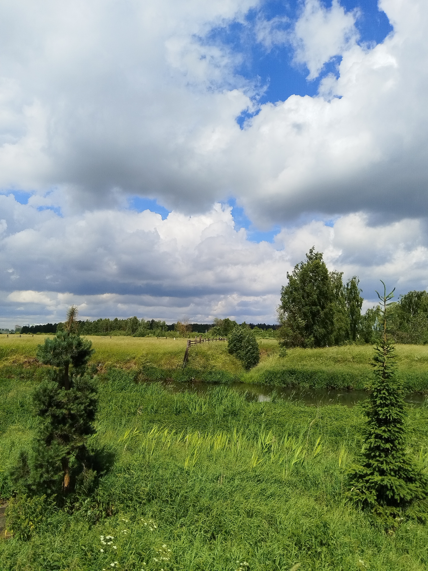 A wide-angle, eye-level shot captures a verdant landscape under a dynamic sky filled with white and gray cumulus clouds and patches of bright blue. In the foreground, two young evergreen trees stand on either side of a small, dark stream that meanders through lush green grass and reeds. The terrain slopes gently upward beyond the stream, leading to a dense line of trees on the horizon. A few scattered buildings and a wooden fence are visible in the far distance, suggesting a rural or semi-rural setting. The overall impression is one of natural beauty and tranquility, with the play of light and shadow on the clouds adding a sense of drama. This scene could be located in the outskirts of Losino-Petrovsky, Russia, known for its natural parks and recreational areas.