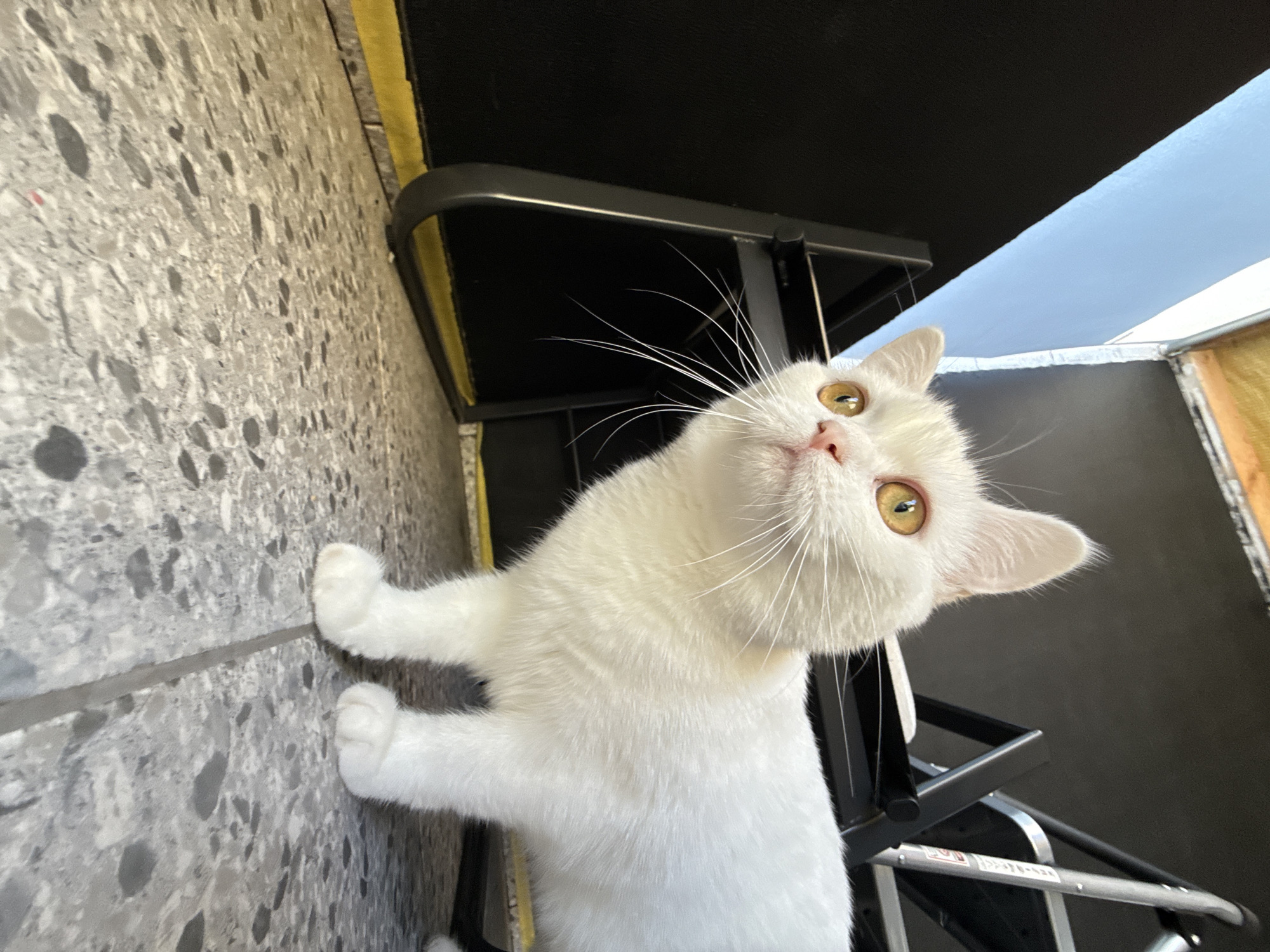 A white cat with yellow eyes is standing on a speckled gray floor. The cat is looking up and to the left. In the background, there is a black wall and a black metal structure. There is also a hint of a blue sky visible.