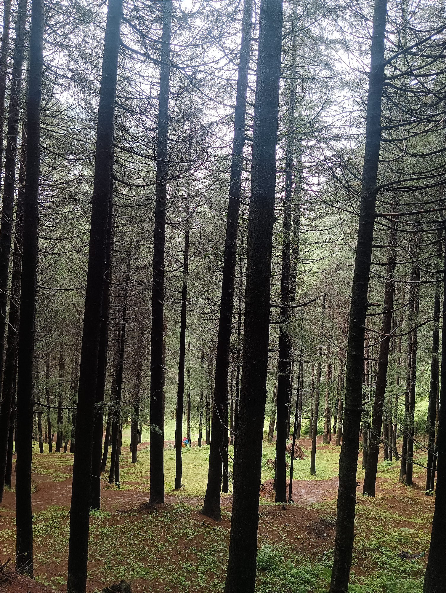 The image depicts a dense pine forest with a clear pathway winding through it. The trees are tall and slender, with their branches forming a canopy that filters the sunlight. The ground is covered in pine needles and patches of green vegetation. In the distance, a small, colorful umbrella is visible, suggesting a recreational area or a picnic spot. The overall atmosphere is serene and tranquil, typical of a forest environment. The location is identified as Chhyal, India.