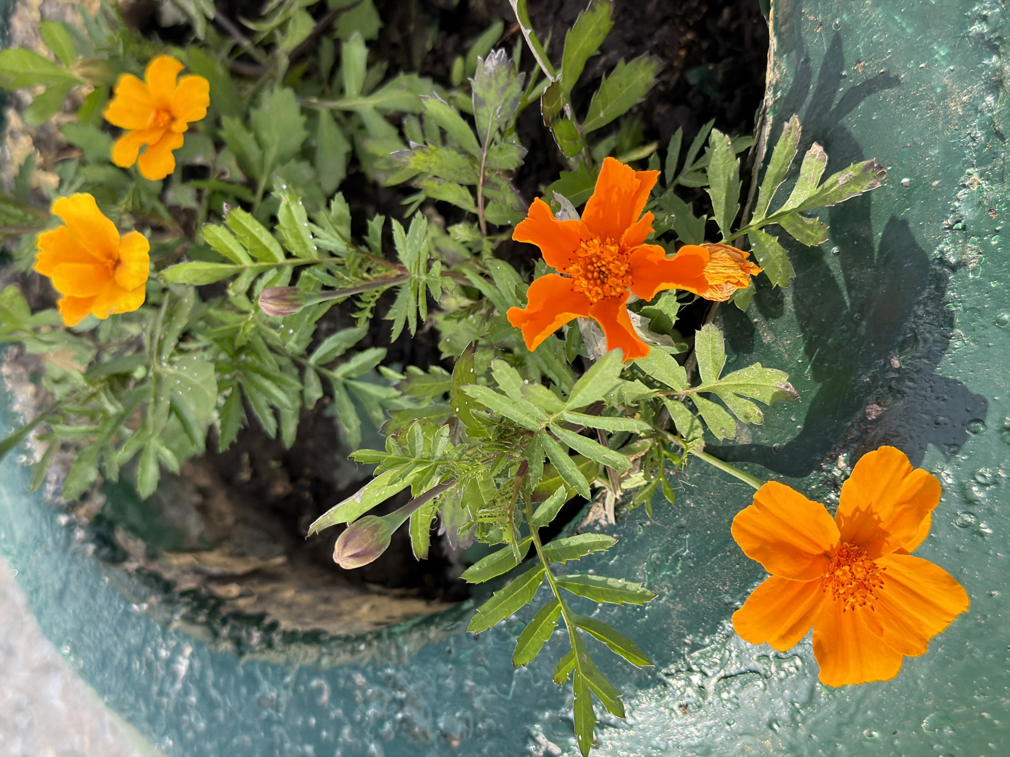 In the city of Unknown, Unknown, a close-up, high-angle shot captures a cluster of vibrant orange marigolds growing in a dark-rimmed, green planter. Several marigolds are in bloom, with their petals spread wide, while others are still in bud form. The leaves of the marigold plants are a deep green, and some droplets of water are visible on them, suggesting recent watering or dew. The planter itself has a textured, weathered appearance. The lighting suggests it is daytime, with shadows cast by the plants and planter.
