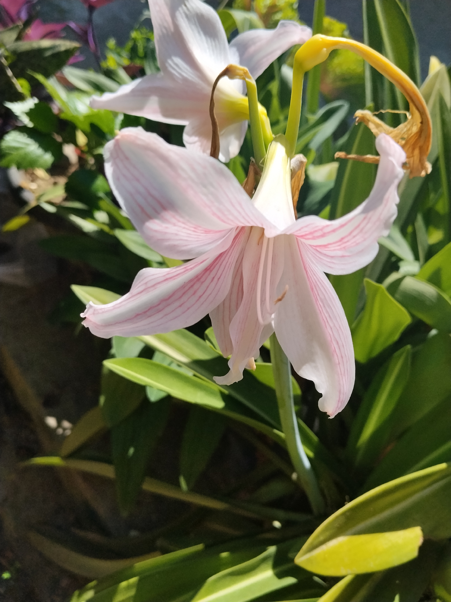 The image features a close-up of a light pink amaryllis flower with pink stripes, surrounded by green leaves. The flower is in bloom, with its petals fully open. Another amaryllis flower is visible in the background. The environment appears to be a garden. The location in Lhokseumawe, Indonesia, is not discernable from the visual content.