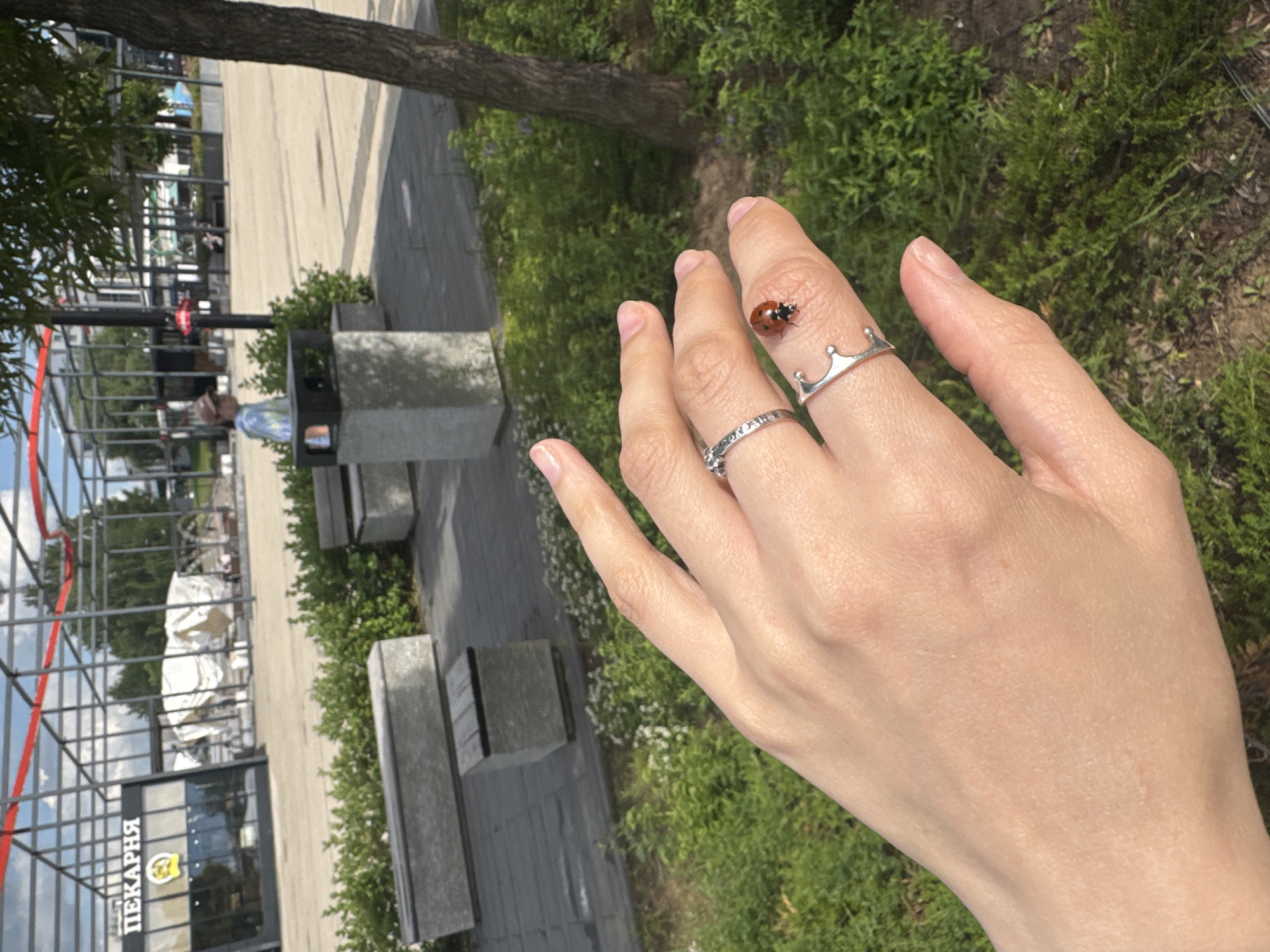 The image depicts a close-up of a person's hand in the foreground, with a ladybug perched on the ring finger. Two silver rings are visible on the fingers: one with an intricate pattern, and another shaped like a crown. The hand is positioned against a backdrop of green foliage and a paved area. In the background, a modern-looking building with signage reading "ПЕКАРНЯ" (Bakery in Russian) is visible. The setting appears to be an outdoor public space, possibly a park or pedestrian zone, with benches and trees. The overall lighting suggests it is daytime with bright sunlight. The scene is likely located in Izhevsk, Russia, given the Cyrillic signage.
