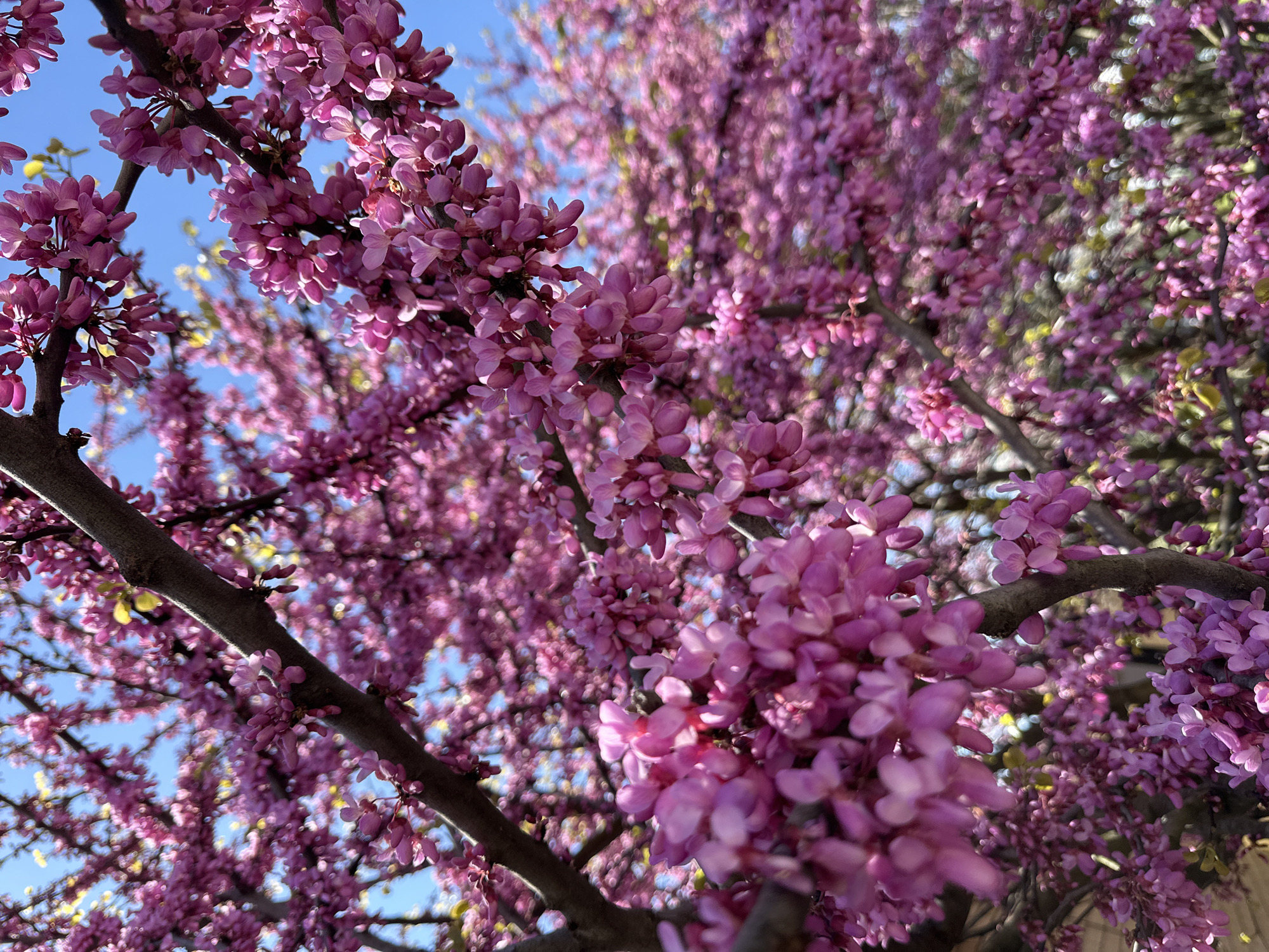 The image captures a vibrant, upward-angle close-up view of a deciduous tree heavily laden with small, clustered pinkish-purple flowers, characteristic of a redbud tree in full spring bloom. Numerous flower clusters emerge directly from the woody branches and twigs, displaying a dense canopy of color.
The bare, gnarled branches of the tree crisscross the frame, providing a structural element beneath the profusion of blossoms. A bright, clear blue sky serves as a striking backdrop, indicating a sunny day outdoors. Sunlight filters through the dense floral display, illuminating the delicate petals and creating highlights and soft shadows that add depth and vibrancy to the scene.
The photograph uses a shallow depth of field, bringing the foreground blossoms into sharp focus while the flowers and branches further back are softly blurred, creating a pleasing bokeh effect that emphasizes the abundance and texture of the blooms. This scene encapsulates the essence of springtime, showcasing the tree's vigorous renewal. The weather appears bright and clear, suggesting a mild, sunny day, likely during mid-morning or early afternoon. No human activity or visible text is present in the image. The setting, based on the provided context, is in Sirius, Russia, illustrating a beautiful natural moment.