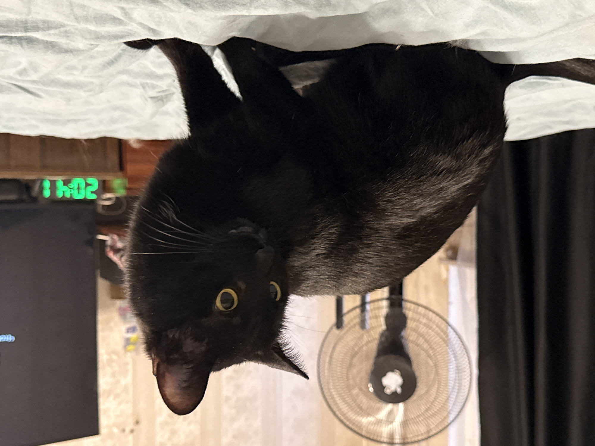 A black cat is hanging upside down, with its head near the bottom of the frame. The cat has yellow eyes and long whiskers. A white sheet or blanket is visible at the top of the frame. Behind the cat, from left to right, are: part of a television with a green digital display reading "11:02," a patterned wall, a standing fan, and dark curtains. The location is not discernible from the image.
