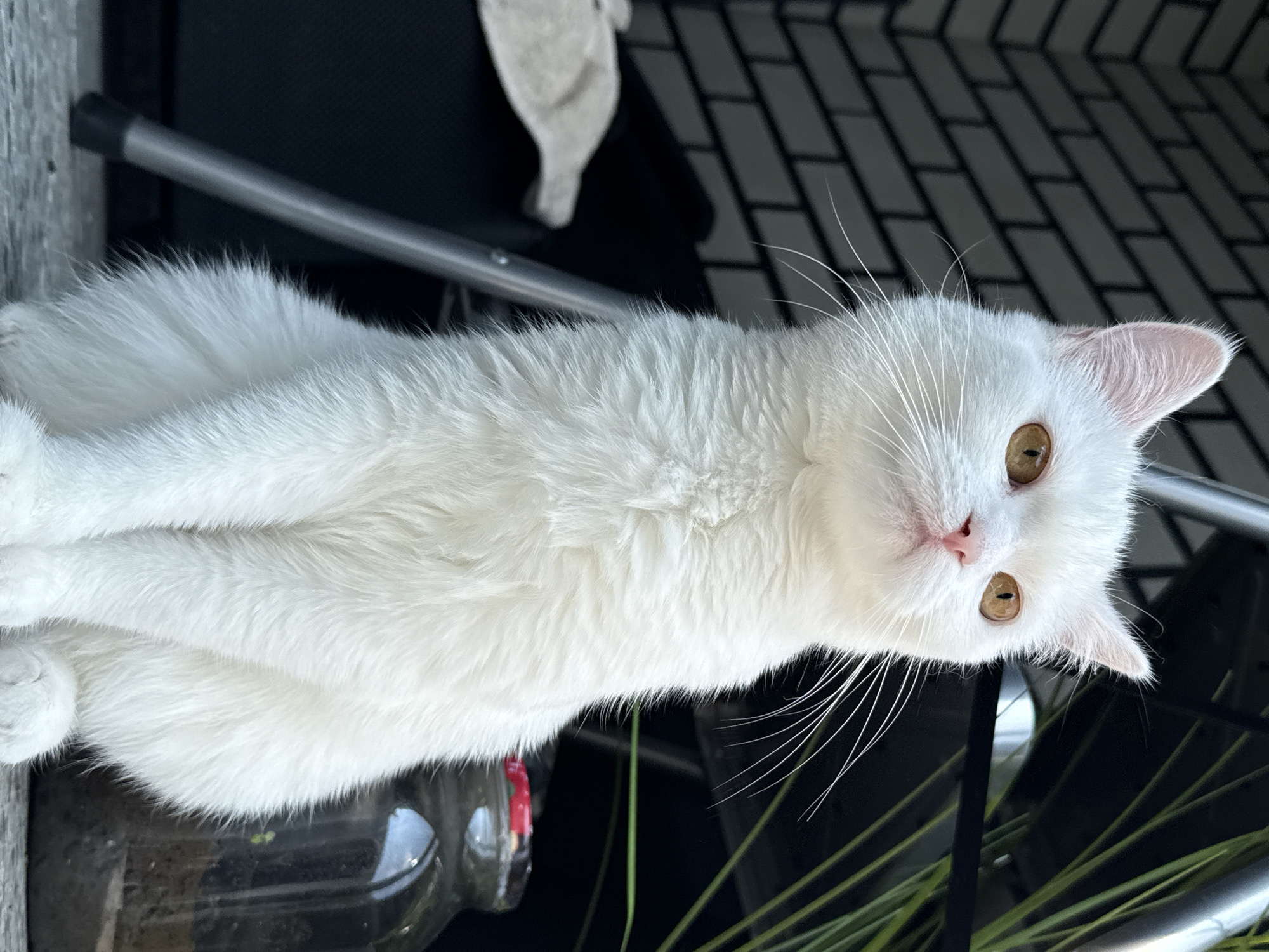 A fluffy white cat with amber eyes sits upright, looking upwards. The cat is in the foreground, facing left. Behind the cat, a dark tiled wall is visible on the left, and a metal chair leg is to the left of the cat. In the background on the right, there are green plants and a glass jar with a red lid. The scene appears to be outdoors, on a patio or balcony.