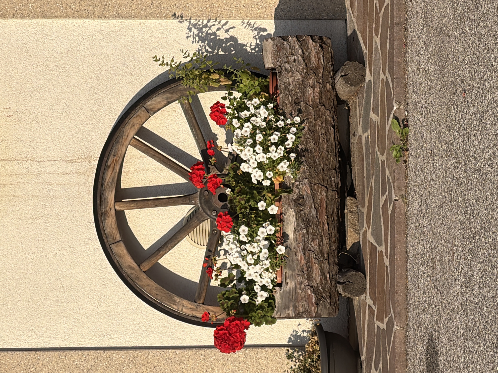A rustic wooden wagon wheel is mounted on a textured cream-colored wall. A planter box, fashioned from a hollowed-out log, is placed in front of the wheel. The planter contains a vibrant display of red and white flowers, with red geraniums on the left and white petunias filling the rest of the box. Green foliage from the flowers is also visible. The planter is supported by two short, rough-hewn log pieces. To the left of the planter, a dark gray pot holds a small, wilted plant. The ground in front of the planter is paved with irregular brown and gray flagstones, bordered by a darker stone edge. Beyond the flagstones, a coarse, grey asphalt surface extends to the foreground. The lighting suggests it is late afternoon, with warm sunlight casting shadows on the wall and ground. The scene appears to be an outdoor decorative arrangement in a setting that evokes a rural or traditional aesthetic, potentially in the mountainous region of Sauris / Zahre, Italy, known for its unique architecture and traditional crafts. There are no people present in the image.