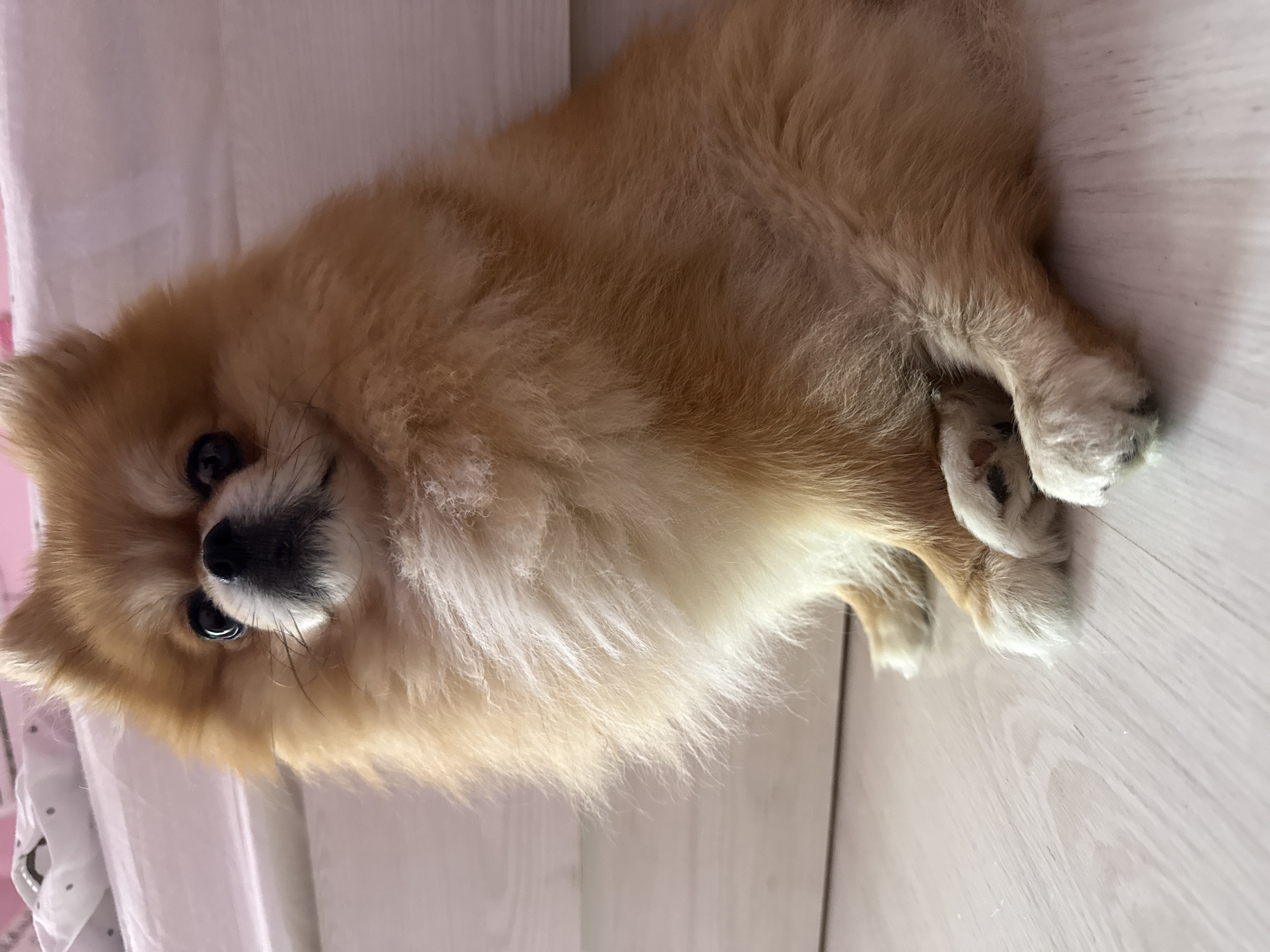 A close-up shot presents a small, fluffy, tan-colored Pomeranian dog lying on a light-colored wooden floor. The dog is positioned diagonally, its head oriented towards the left edge of the frame. Its dark eyes are visible, with a dark nose and muzzle. The dog's paws are white and positioned near the right edge. A pale pink object is visible on the left side of the frame. The location appears to be indoors.