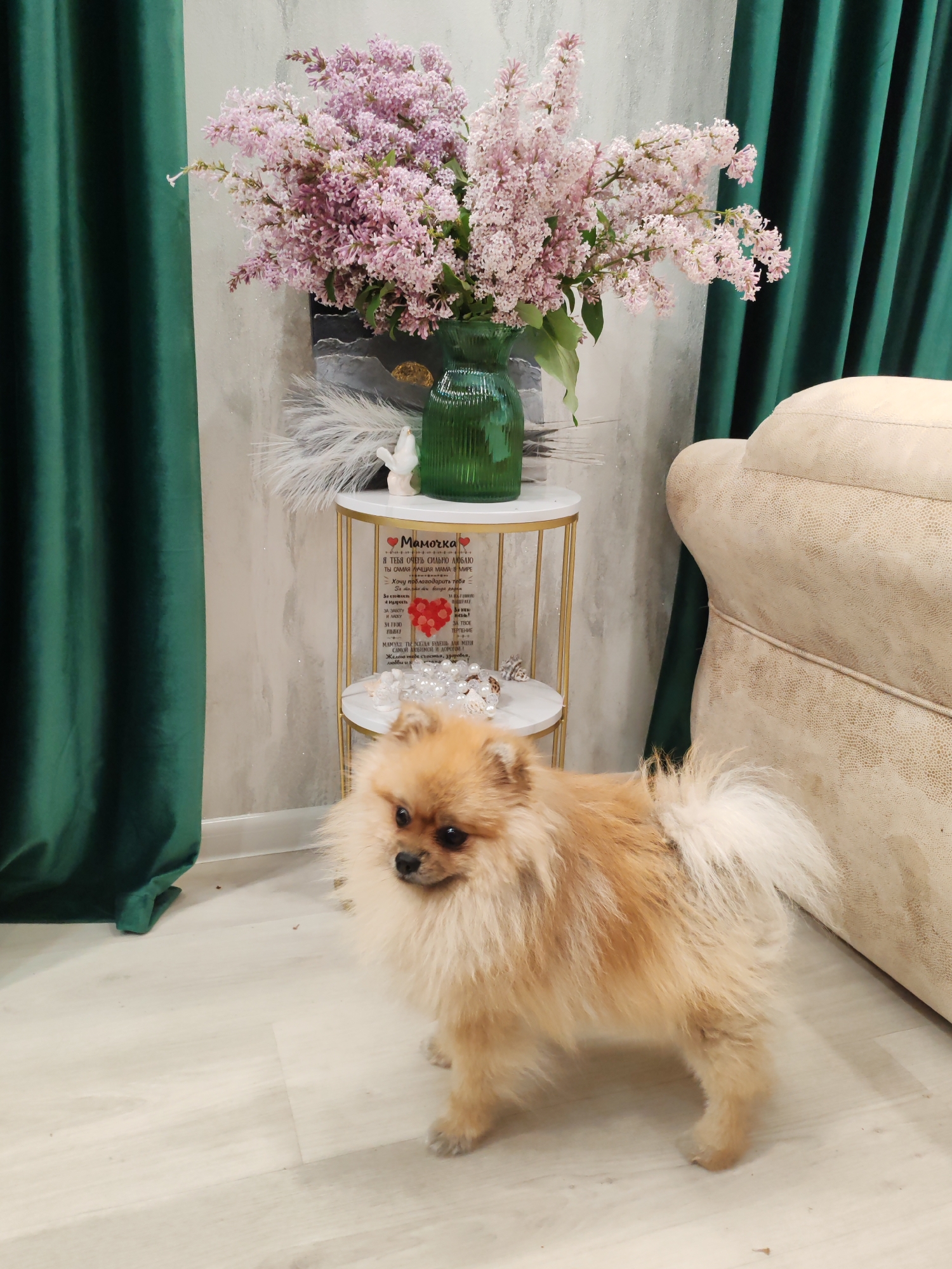 A fluffy Pomeranian dog stands on a light wooden floor in front of a beige textured sofa and emerald green velvet curtains. Behind the dog, a small, round side table holds a bouquet of delicate pink lilacs in a green ribbed glass vase. A framed picture with a heart-shaped design and a poetic inscription in Russian is also displayed on the table, alongside some white feathers and pearl-like decorations. The wall behind the table has a textured, light grey finish.