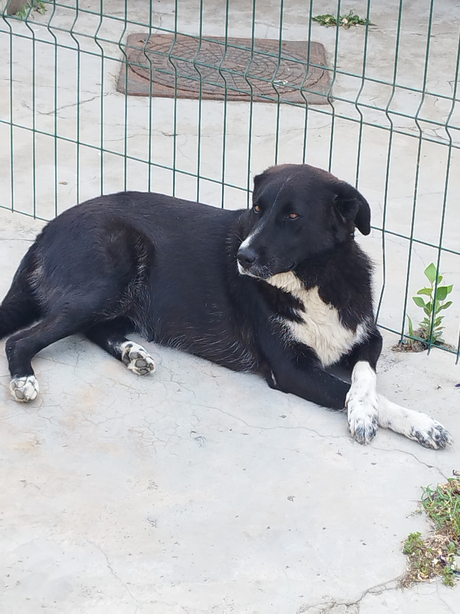 A black and white dog lies on a concrete surface in an outdoor area, possibly a yard or courtyard. The dog is facing to the left, with its head slightly turned towards the viewer. It has brown eyes and a white patch on its chest and muzzle. Its paws are white with black spots. Behind the dog, a green metal fence is visible, with a concrete slab or drainage cover embedded in the ground behind it. There are some small green plants growing through cracks in the concrete and near the fence. The lighting suggests it is daytime, with sunlight casting shadows. The scene appears to be in an urban or semi-urban environment, but there are no specific identifying markers to pinpoint a location within Bucharest, Romania.