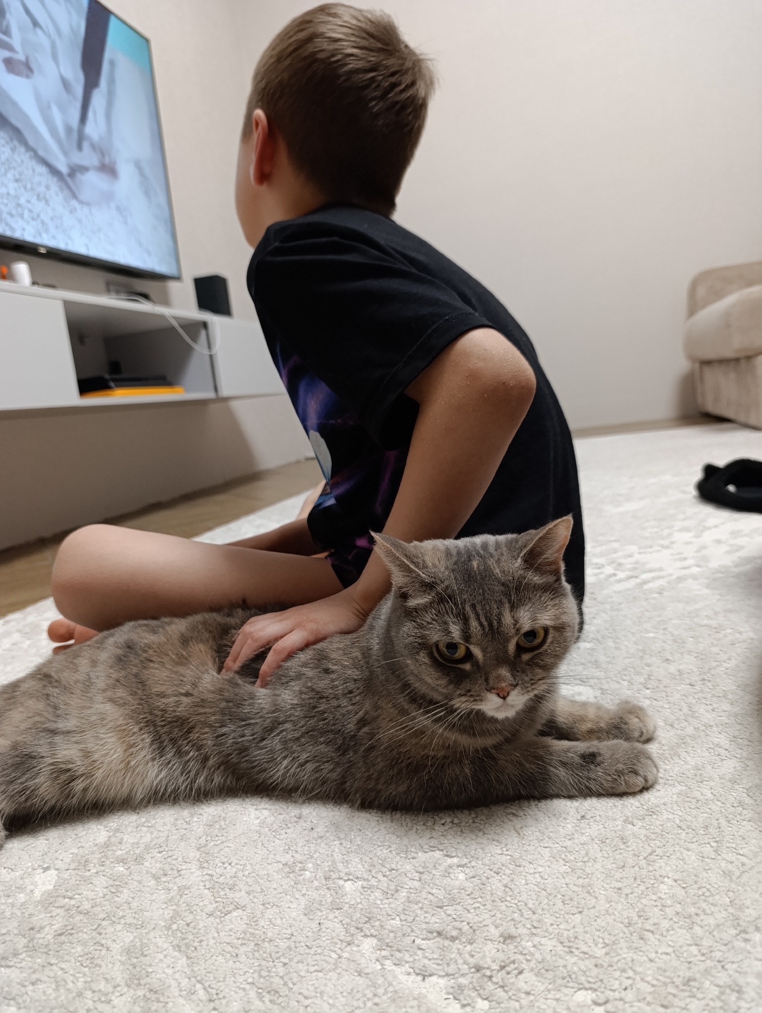 A boy is sitting cross-legged on a light-colored, textured carpet, presumably indoors. He is wearing a black t-shirt and is facing towards a television screen, which shows some activity in a light blue hue. The boy's hand rests on a gray tabby cat, which is lying on the carpet in front of him, facing the viewer. The cat has a somewhat grumpy expression with its amber eyes looking directly at the camera.
In the background, behind the television, is a white media console, and further back, a light-colored wall and part of a beige sofa can be seen. A pair of black shoes is also present on the carpet near the wall. The overall lighting is soft and ambient.
The location of Chaikovsky, Russia, is not discernible from the image.