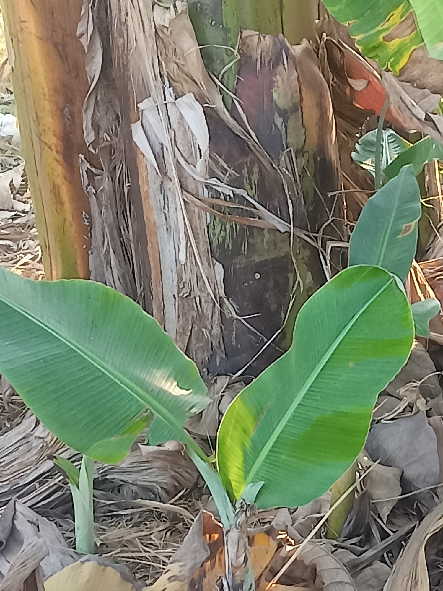 In Mojorejo, Indonesia, a close-up shot focuses on the base of a banana plant. The thick, fibrous trunk of the plant is visible, with layers of dried, papery leaves peeling away. Two vibrant green banana leaves emerge from the plant, one larger and curving outwards, the other smaller and unfurling. The ground around the plant is covered in a layer of dry leaves and debris, with hints of dried plant stalks. The lighting suggests it is daytime, casting subtle shadows on the leaves and highlighting the textures of the plant's bark.
