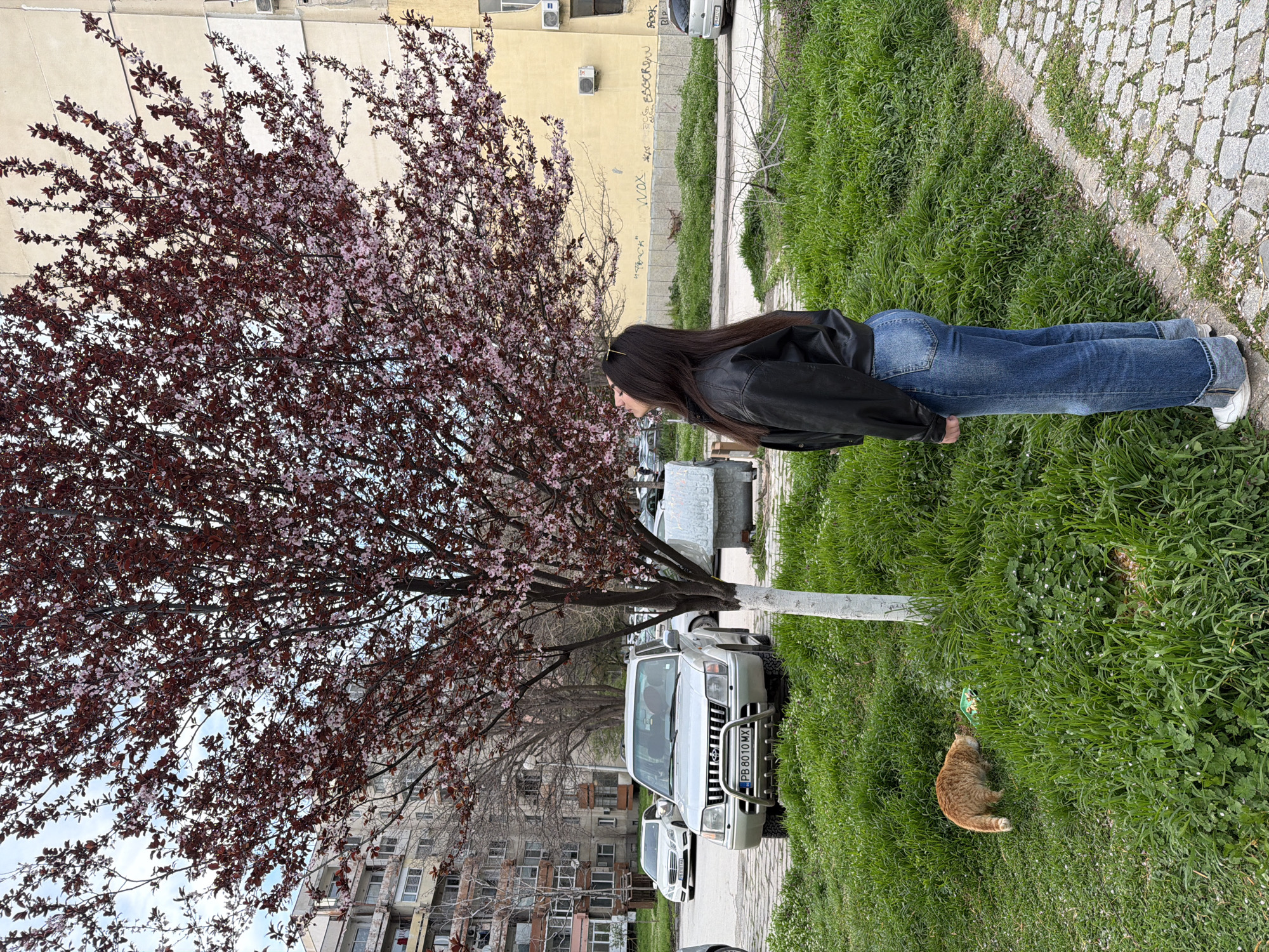 A medium shot shows a woman standing next to a flowering tree, likely in Plovdiv, Bulgaria, given the presence of Bulgarian license plates. The woman, dressed in a black jacket and jeans, appears to be observing something near the tree. Adjacent to the tree is a silver SUV with the license plate "PB 8010 MX". A gray-colored car is parked directly behind the SUV. The tree is full of reddish-purple leaves and pink blossoms. The ground is covered in green grass. In the grass, close to the tree, is an orange cat. A green trash receptacle lies between the cat and the tree. In the background, multi-story residential buildings are visible. The weather seems to be overcast. A paved sidewalk runs along the right side of the frame.