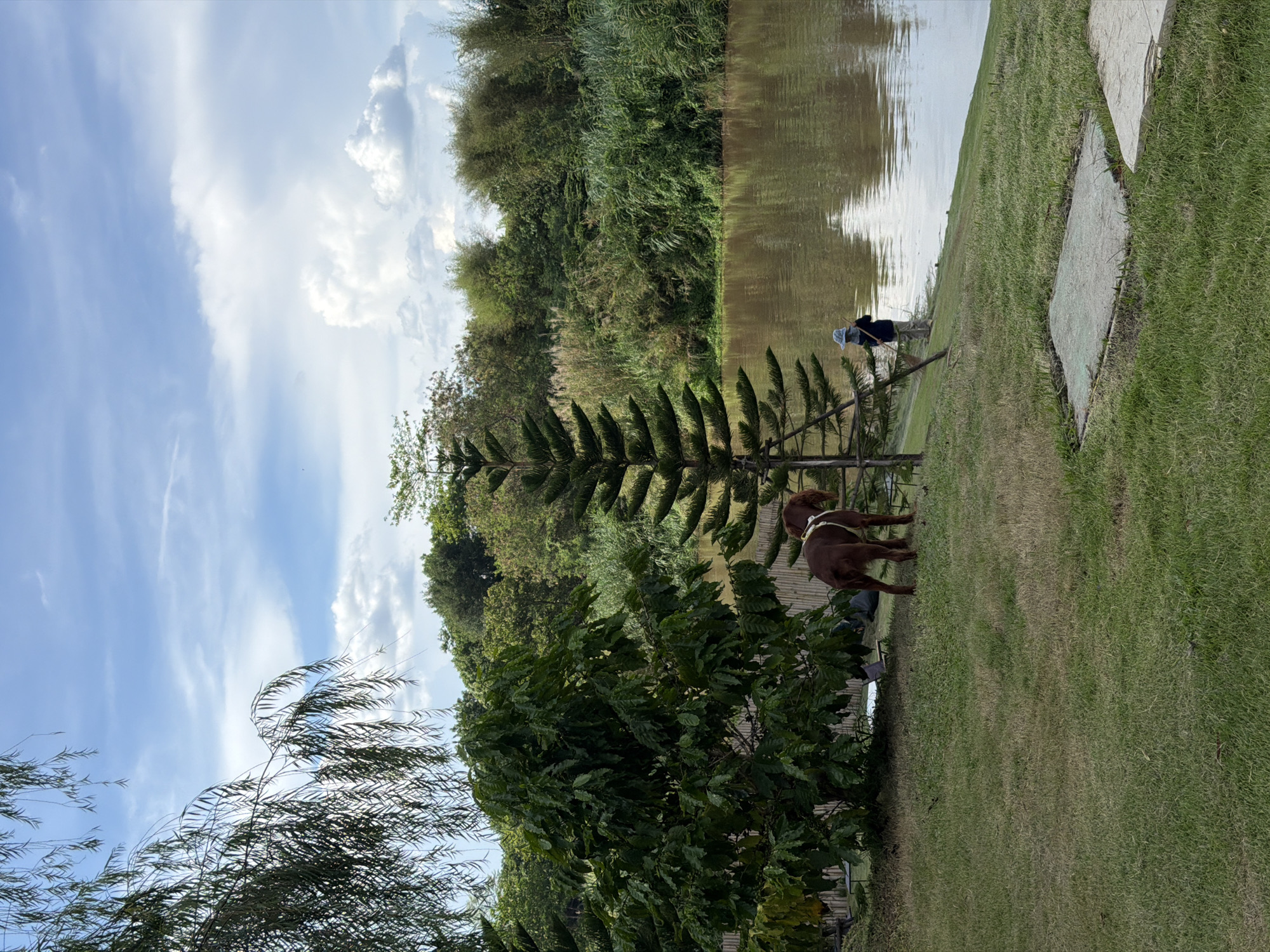 The image depicts an outdoor scene in Chiang Mai City Municipality, Thailand, along the edge of a body of water, likely a canal or river, with lush vegetation. In the foreground, two brown dogs are standing on a grassy area. Further away, an individual wearing a hat is standing near the water's edge, possibly fishing or observing the water. The background includes a mix of dense trees and foliage lining the opposite bank of the water, with a partly cloudy sky above. The scene is captured in daylight, emphasizing the natural environment. The presence of flagstones suggests a landscaped path or walkway along the water's edge.