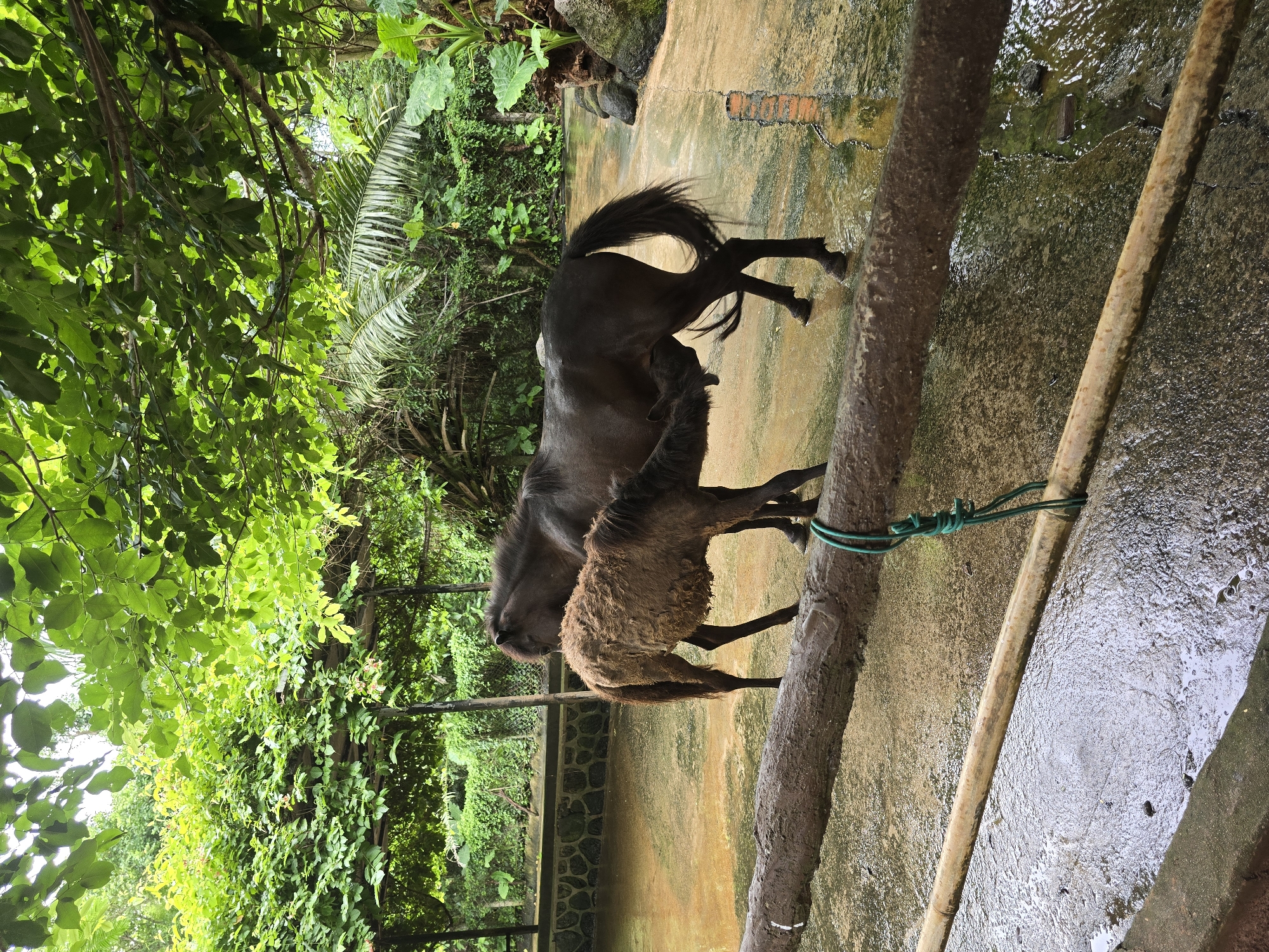 Two horses, one adult and one foal, stand in a fenced enclosure with a concrete floor that appears wet and reflects the light. The adult horse is dark brown, and the foal is lighter brown with a shaggier coat. The foal is nuzzling the adult horse's udder, suggesting it is nursing. The enclosure is surrounded by lush green foliage and trees, creating a naturalistic setting. In the background, there is a stone wall and a chain-link fence. The scene is outdoors, likely in a warm climate given the dense vegetation.