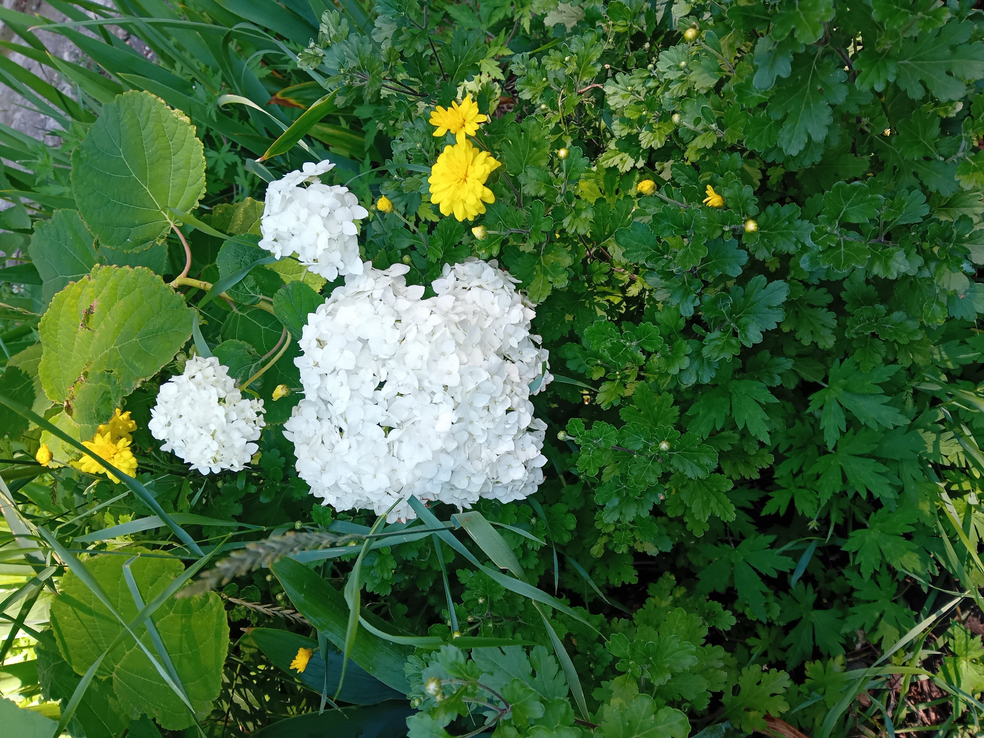 The image depicts a close-up, eye-level shot of a flower bed in Chuhuiv, Ukraine. The scene is dominated by a large cluster of white hydrangea flowers, with several smaller clusters visible behind and to the side. Interspersed among the white blooms are bright yellow chrysanthemums. The flowers are surrounded by lush green foliage, including broad, veined leaves and finely cut, darker green leaves. Long, thin blades of grass extend from the left and top of the frame, partially obscuring some of the flowers and leaves. The lighting suggests it is daytime, with sunlight casting shadows and highlighting the textures of the petals and leaves. The overall impression is one of a well-maintained garden.
