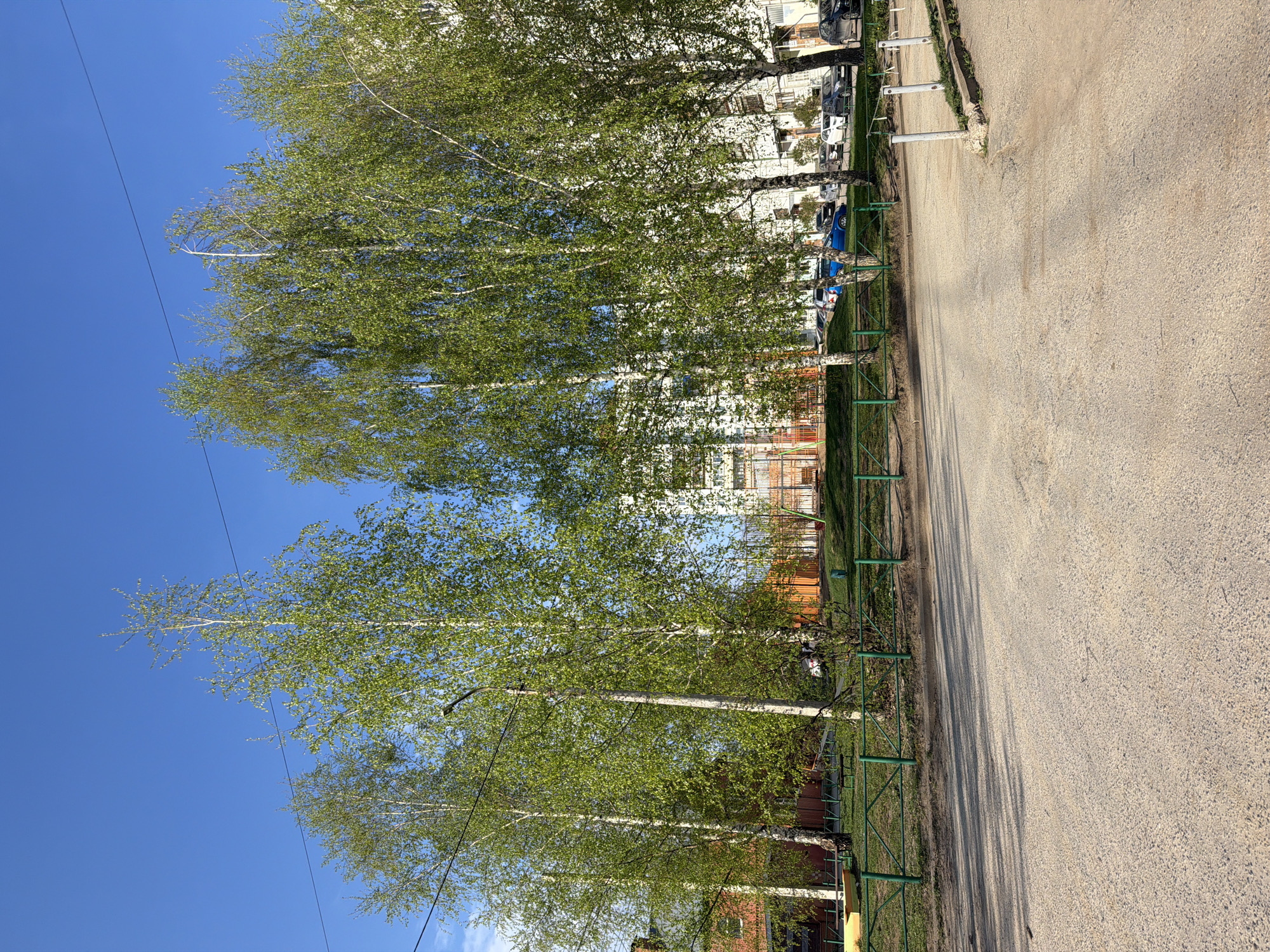 The image depicts a row of birch trees lining a walkway or road in what is likely a residential area. The trees have light green foliage, suggesting it is spring or early summer. Behind the trees are buildings of varying heights and colors, including brick and white structures. A green metal fence runs along the edge of the walkway. The sky is clear and blue. Overhead power lines are visible. The location is potentially Chaikovsky, Russia, based on the request.