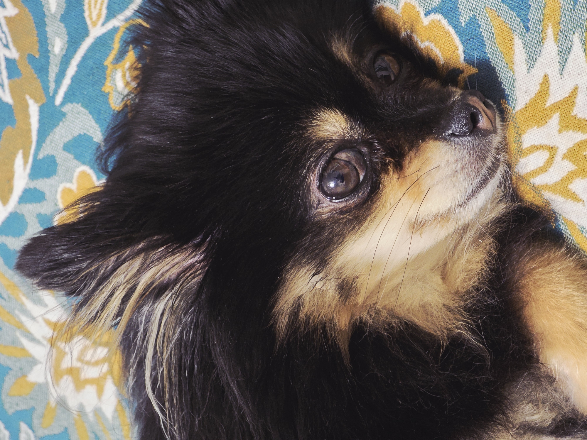 A close-up photograph depicts a black and tan long-haired dog lying on a patterned surface with blue, yellow, and white floral designs. The dog is facing upwards, with its head tilted slightly to the right. The dog has two eyes, and the upper eye is clearly visible with a brown iris. The dog's nose is black and glistening. The dog's fur is black with tan highlights around the face, ears, and chest. The background shows a patterned fabric or cushion with floral motifs. The location is not determinable.