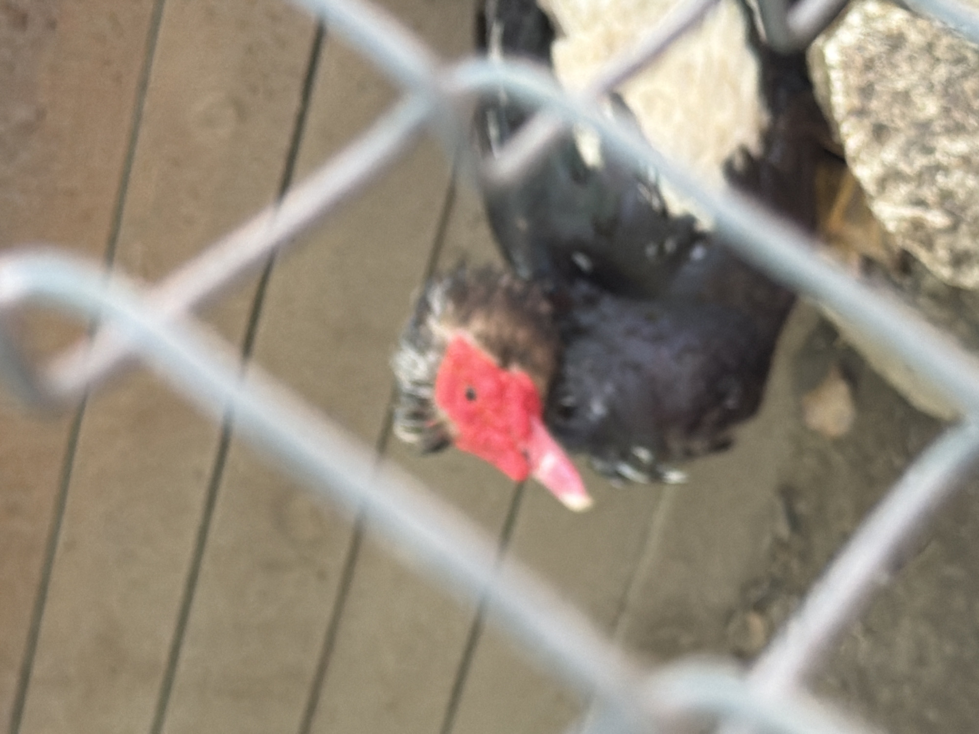 The image shows a close-up, blurred view of a duck, possibly a Muscovy duck, behind a wire fence. The duck is predominantly dark in color with some white speckles visible on its body. Its most striking feature is its bright red facial caruncles, which are fleshy growths around its eyes and beak. The beak itself appears to be pinkish-white. The duck's head is tilted, giving a clear view of its face.
The background is out of focus but appears to be a wooden surface, possibly a floor or wall, with vertical planks visible. To the right of the duck, there are some rocks, one of which is large and textured. The overall setting suggests an outdoor enclosure, perhaps a pen or aviary. The lighting indicates it is daytime. The image is taken from a low angle, looking up at the duck. There is no visible text in the image. The quality of the image is poor due to blurriness and the interference of the fence, making it difficult to discern finer details. The context of Pazardzhik, Bulgaria, provides a geographical location for this scene.