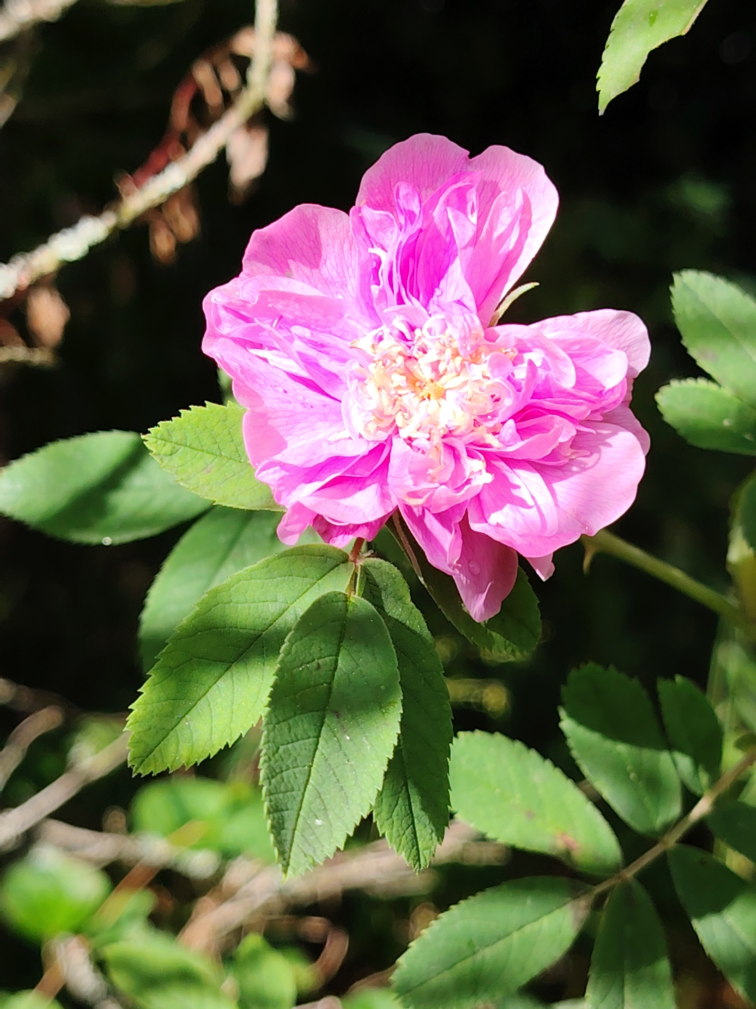 A close-up, vertical shot showcases a vibrant pink, fully bloomed rose against a dark, softly blurred background. The rose's petals are layered and ruffled, with a lighter, almost creamy yellow center. Sunlight catches the delicate texture of the petals, highlighting shadows and creating a sense of depth. Several green leaves, serrated along their edges, surround the rose, some in sharp focus and others slightly blurred. One leaf near the bottom right corner appears to have a small droplet of water or dew on it. In the upper left quadrant, out-of-focus branches with small buds or dried leaves are visible, suggesting a natural outdoor setting. The overall lighting indicates it is daytime, with dappled sunlight illuminating the flower. The scene appears to be a natural, possibly a garden or wild flora, with no visible text or people.