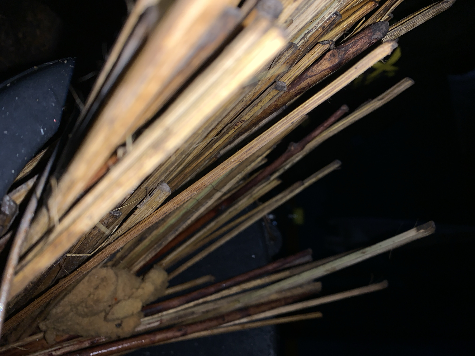 The scene depicts a close-up, upward-angled view of a dense collection of dried, elongated botanical elements, consistent with broom straws, reeds, or thin wooden sticks, observed in New Stadium, Nigeria. These elements exhibit varying shades of light tan, pale yellow, medium brown, reddish-brown, and dark brown, with some hints of green. Their surfaces display natural textures, minor knots, and a range of diameters from approximately 3mm to 10mm. They are arranged predominantly in a diagonal orientation, extending from the lower left to the upper right of the frame.
The background is uniformly dark black, suggesting either a lack of illumination or a deep shadow. In the upper left quadrant of the background, a blurry and indistinct yellow shape is faintly visible. Towards the lower right, nestled among the botanical elements, is a mass of irregularly shaped, light brown, fibrous or earthy material, approximately 8-10 cm in its largest dimension, characterized by a textured, somewhat matted surface. A dark, non-reflective object, possibly a tool handle or a section of a container, featuring lighter speckles, is partially visible in the lower left foreground, oriented upwards. Fine, wispy strands, likely insect silk or plant fibers, are intermittently present spanning between several of the botanical elements. No human subjects, explicit actions, or direct interactions are visible within the frame. The low ambient light suggests the scene is set at night or within a deeply shadowed area, indicative of a natural, outdoor, or storage environment.