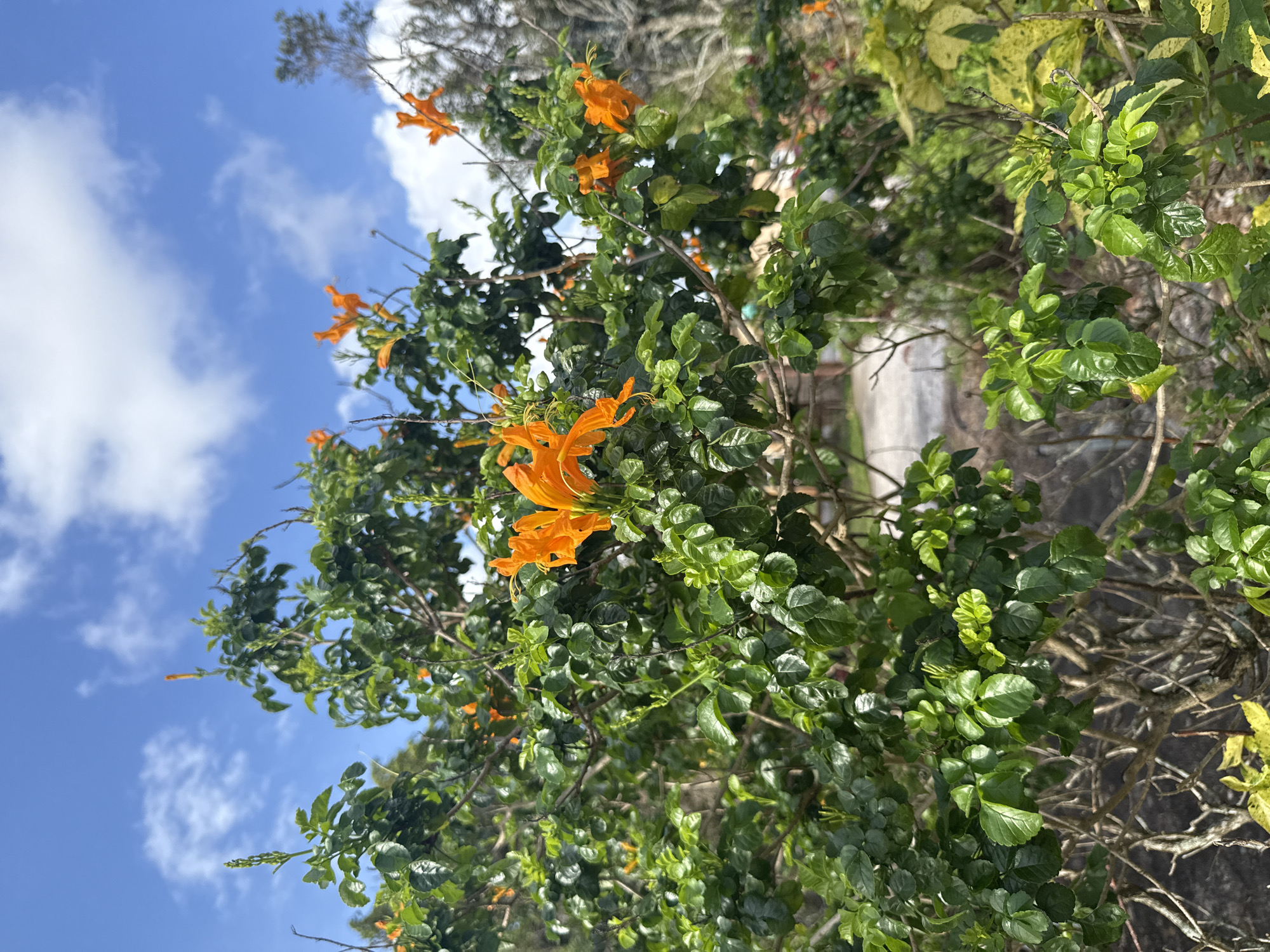 The image captures a vibrant bush adorned with orange flowers set against a backdrop of a blue sky dotted with fluffy white clouds. The bush fills most of the frame, its lush green leaves providing a vivid contrast to the bright blossoms. The sky is visible in the upper left portion of the image.
While the scene appears to be in a natural or cultivated setting, no specific details allow for positive verification of its location in Davie, Florida. Without further evidence, location cannot be confirmed.