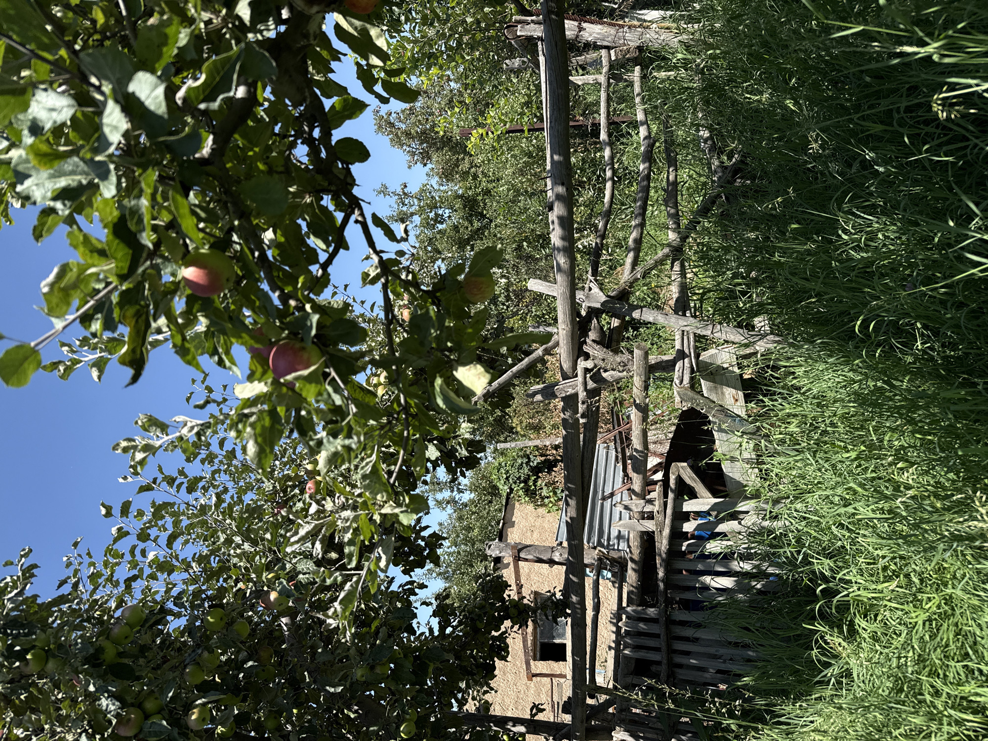The image depicts a rustic backyard scene on a sunny day, likely in Karakol City, Kyrgyzstan. In the foreground, tall, lush green grass grows abundantly, obscuring the lower portion of a weathered wooden fence. This fence, constructed from rough-hewn logs and branches, runs horizontally across the mid-ground. Behind the fence, a glimpse of a simple, earth-toned building with a dark, open window is visible. The building appears to be made of adobe or a similar material. Above and beyond the fence and building, an apple tree branches out, laden with green and red apples. The leaves of the apple tree are vibrant green, and the sky above is a clear, bright blue. The overall impression is one of rural simplicity and natural abundance, potentially a backyard or small orchard setting.