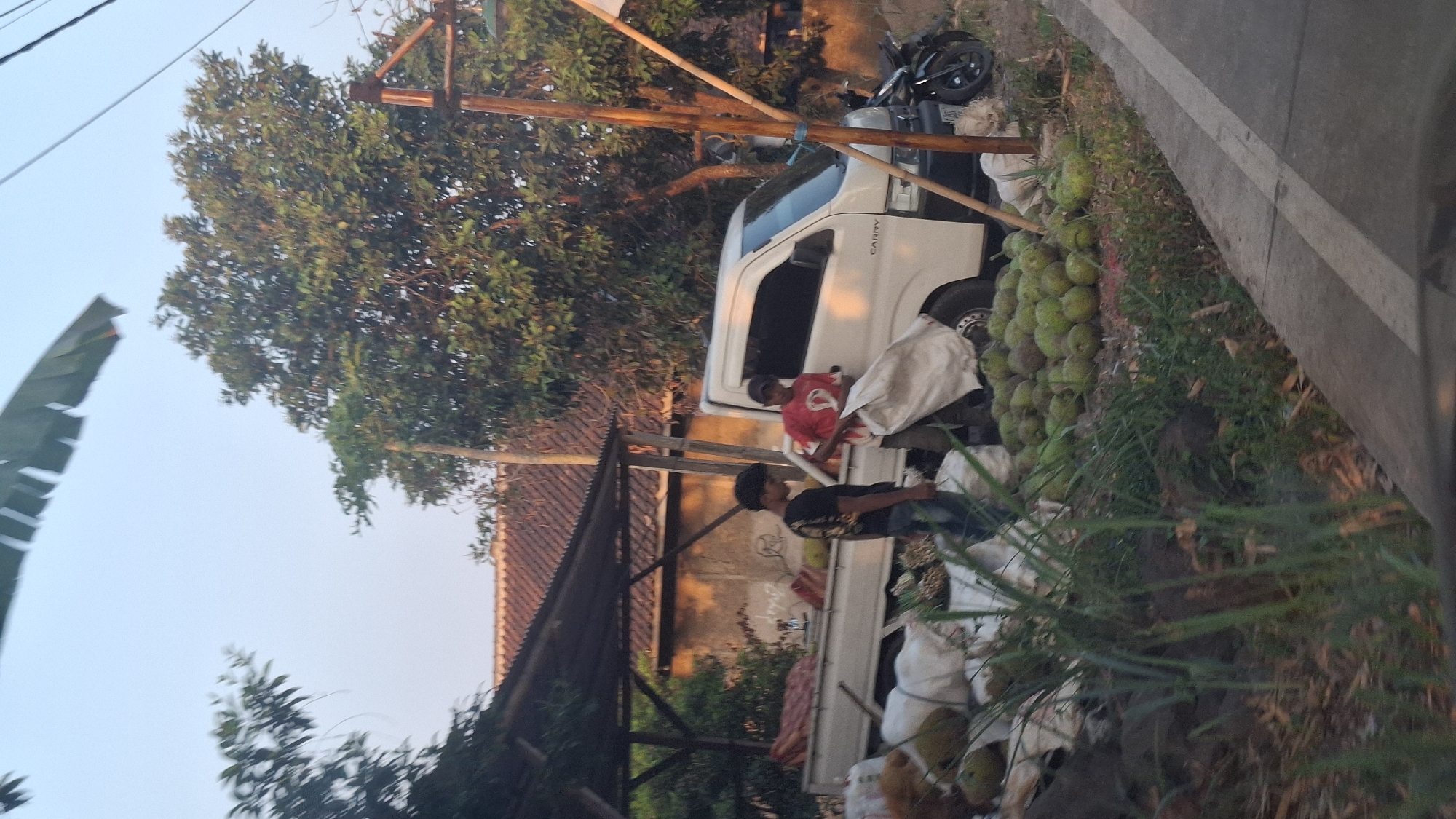 The image depicts a scene in Cibinong Hilir, Indonesia, with a white pickup truck loaded with goods. Two individuals are present. One, wearing a black t-shirt and jeans, stands near the front of the truck's bed. The other, in a red t-shirt and dark pants, is by the passenger side of the truck, holding a large white bag that appears to be filled with produce. A pile of green, round fruits, possibly coconuts or similar items, is visible on the ground near the truck and the road. Several white sacks are also stacked around the truck and on its bed. A motorcycle is parked to the right of the truck. The environment includes a covered structure with a corrugated roof, a large tree, and a clear sky, suggesting an outdoor, possibly roadside setting. The ground cover consists of grass, dirt, and some dry leaves. The road is visible in the foreground, with a concrete curb.
