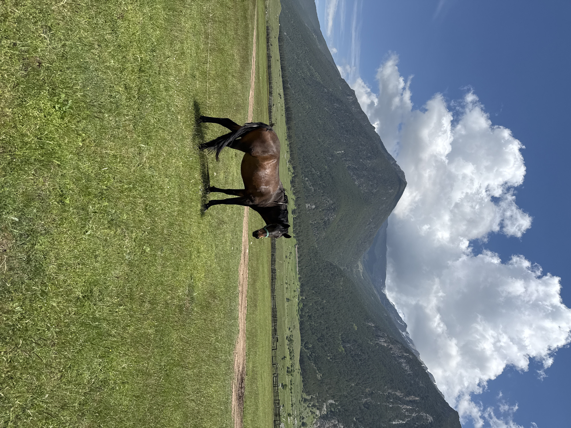 A lone brown horse stands in a lush green meadow under a partly cloudy blue sky. The horse is facing left, with its head slightly turned towards the viewer, and a green halter is visible around its muzzle. In the background, rolling green hills transition into steep, tree-covered mountains. A wooden fence runs horizontally across the middle ground, separating the meadow from more distant fields. A dirt path winds through the meadow, leading towards the fence. The scene appears to be in a rural, mountainous region.