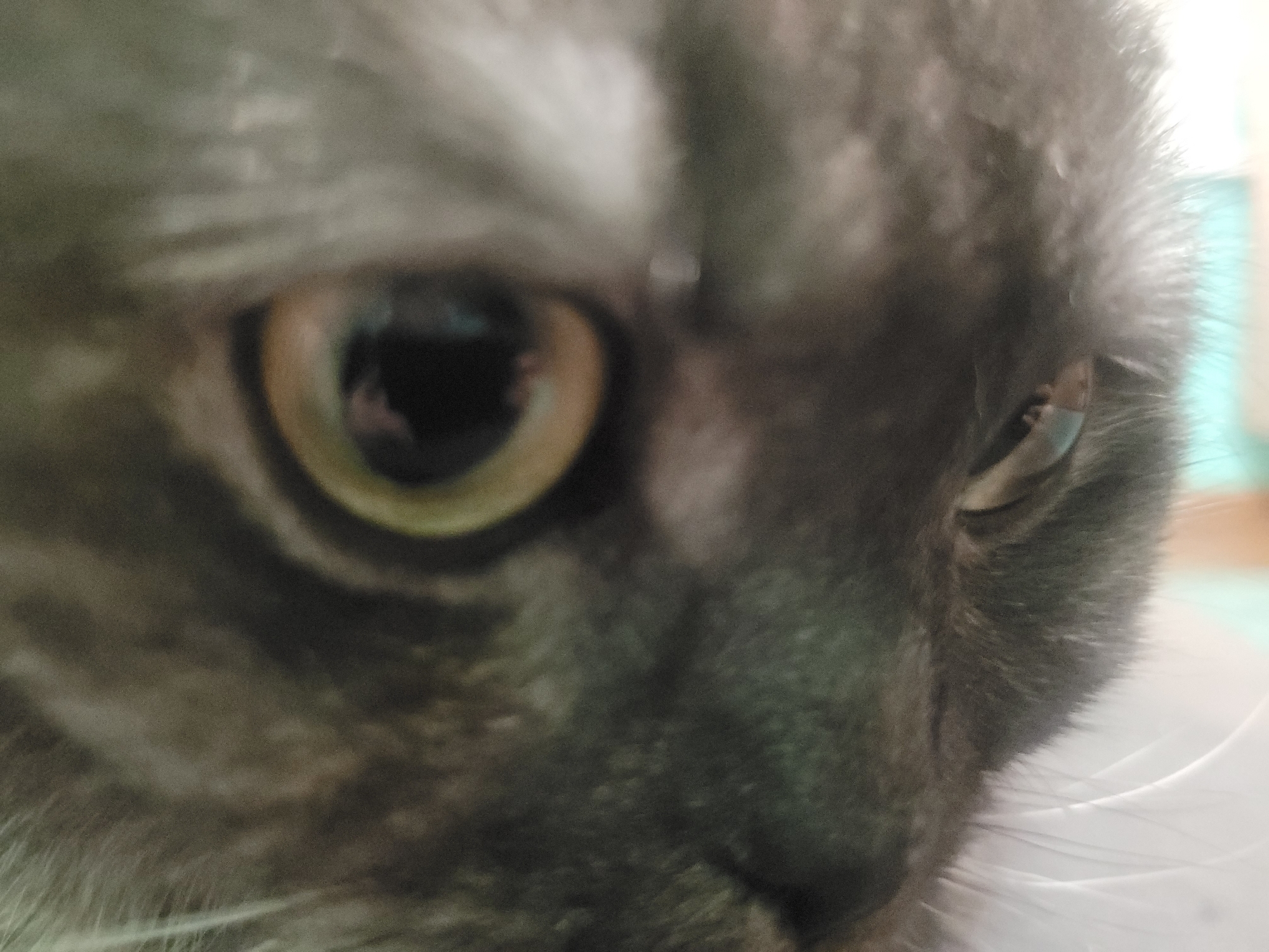 The image is a close-up shot of a cat's face, focusing on the eye. The cat has grey fur, and its eye is a golden-yellow color with a black pupil. The details of the cat's nose and whiskers are also visible in the foreground. No information in the image suggests a location in Izhevsk, Russia.