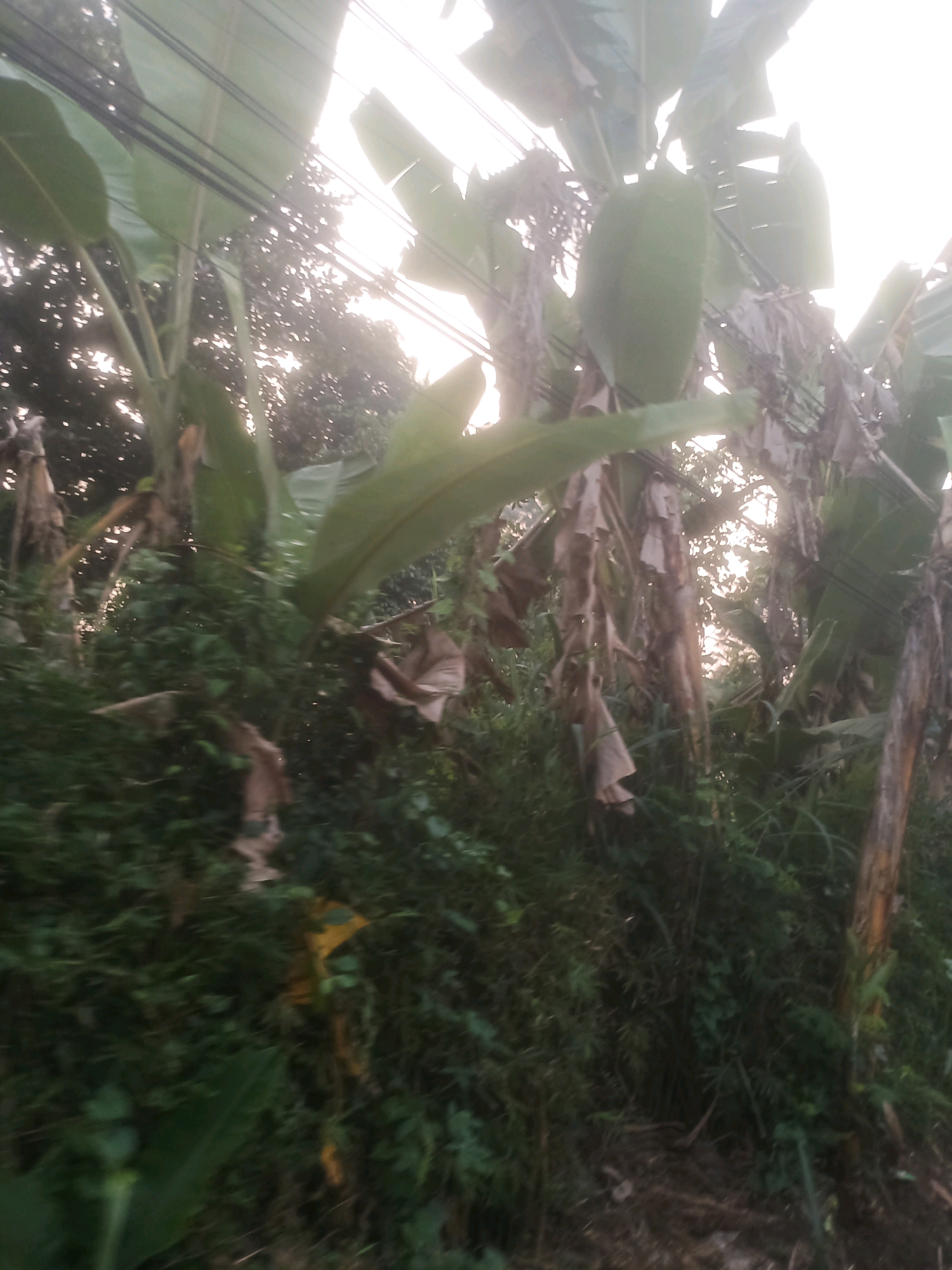 The image depicts a dense green forest, possibly a roadside in Ciseeng, Indonesia. Several banana trees, identifiable by their large leaves and fibrous trunks, dominate the foreground. Some of the leaves are a vibrant green, while others are dry and brown, suggesting a natural environment with signs of growth and decay. In the background, tall trees and foliage create a thick canopy, with sunlight filtering through, creating a bright, almost hazy effect. Power lines are visible strung across the top of the frame, hinting at the proximity of human infrastructure to this natural setting. The overall impression is one of lush vegetation and a somewhat wild, untamed landscape. There are no people or animals visible in the image.