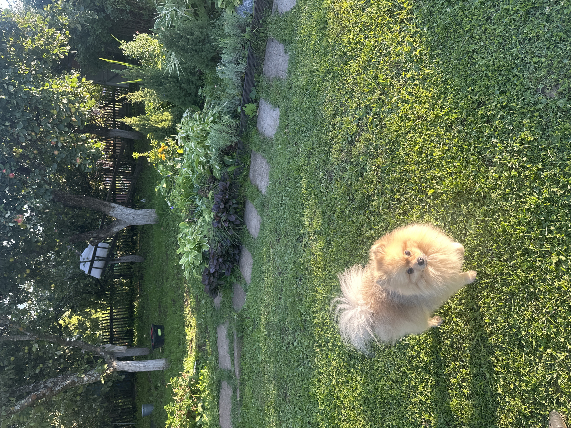 The image shows a Pomeranian dog standing on a grassy lawn in a backyard in the city of Galevo, Russia. The dog is light brown with a fluffy coat and a bushy tail. It is facing the camera with its head tilted slightly. In the background, there are trees, a wooden fence, and various plants. The sun is shining, casting shadows on the grass. The overall scene is peaceful and domestic.