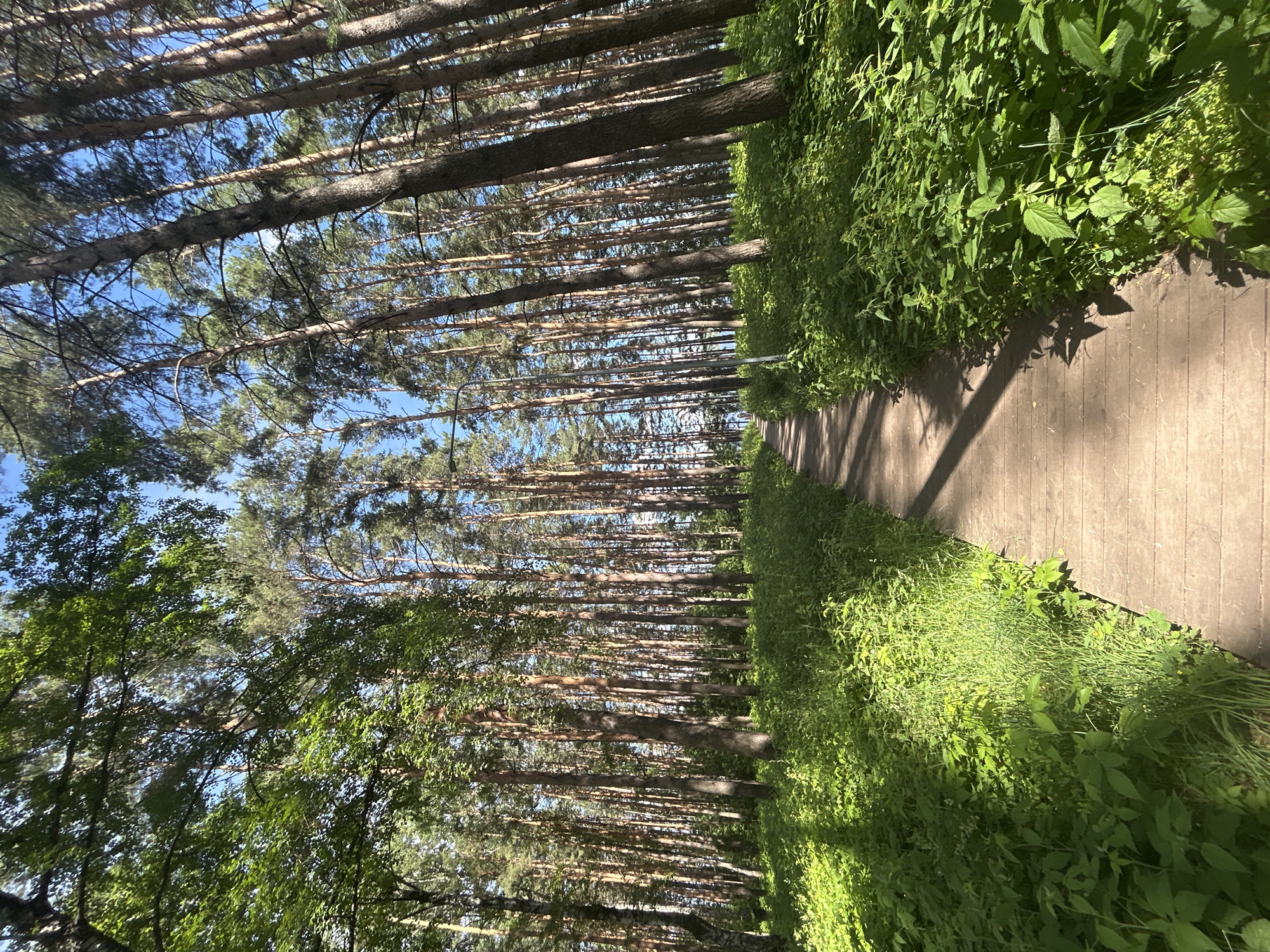 A sunlit, wooden boardwalk winds through a dense forest of tall, slender pine trees. Lush green vegetation, including various leafy plants and grasses, densely covers the forest floor on either side of the path. The sky is a clear blue, visible through the canopy of leaves and pine needles. The lighting suggests it is daytime, with dappled sunlight casting shadows on the boardwalk and surrounding foliage. The scene depicts a natural, tranquil environment, likely a park or nature trail. This location is likely within the city of Chaikovsky, Russia, known for its forested areas and recreational spaces.