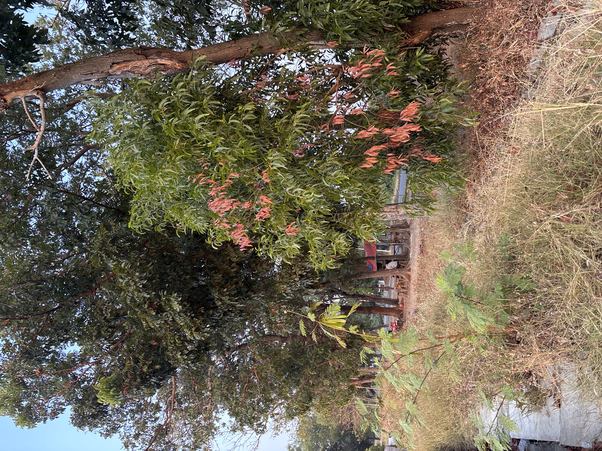 In Panyingkiran, Indonesia, the image captures a scene at the edge of a road bordered by dry, golden grass and a small channel. A cluster of trees dominates the mid-ground, with lush green foliage and some trees displaying reddish-brown leaves. In the background, a small roadside stall is visible, with a person seated at a table. A red motorcycle is parked nearby. The overall environment suggests a rural or semi-rural setting with natural vegetation and a clear sky.