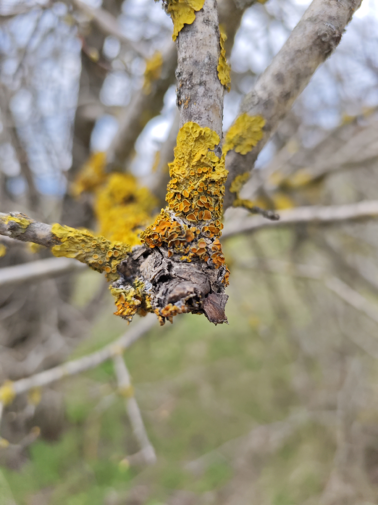 A close-up photograph shows a tree branch covered in yellow and orange lichen. The branch is bare and appears to be dead, with some bark peeling. The background is blurred, but shows a green area with other branches in the distance. The scene is likely outdoors, during the daytime. The location is reported as Etoka, Russia.