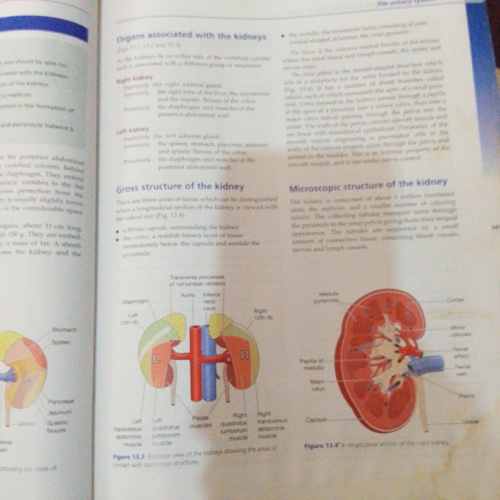 The image is a page from a textbook, likely anatomy or physiology, displaying diagrams and text related to the kidneys and associated organs. There are no people or any indications of a city, let alone Jalingo, Nigeria. The content is purely academic, featuring illustrations of the gross and microscopic structure of the kidney, as well as its anatomical relationships with surrounding structures such as the adrenal gland, spleen, pancreas, and intestines. The text describes the organs associated with the kidneys and their gross and microscopic structures.