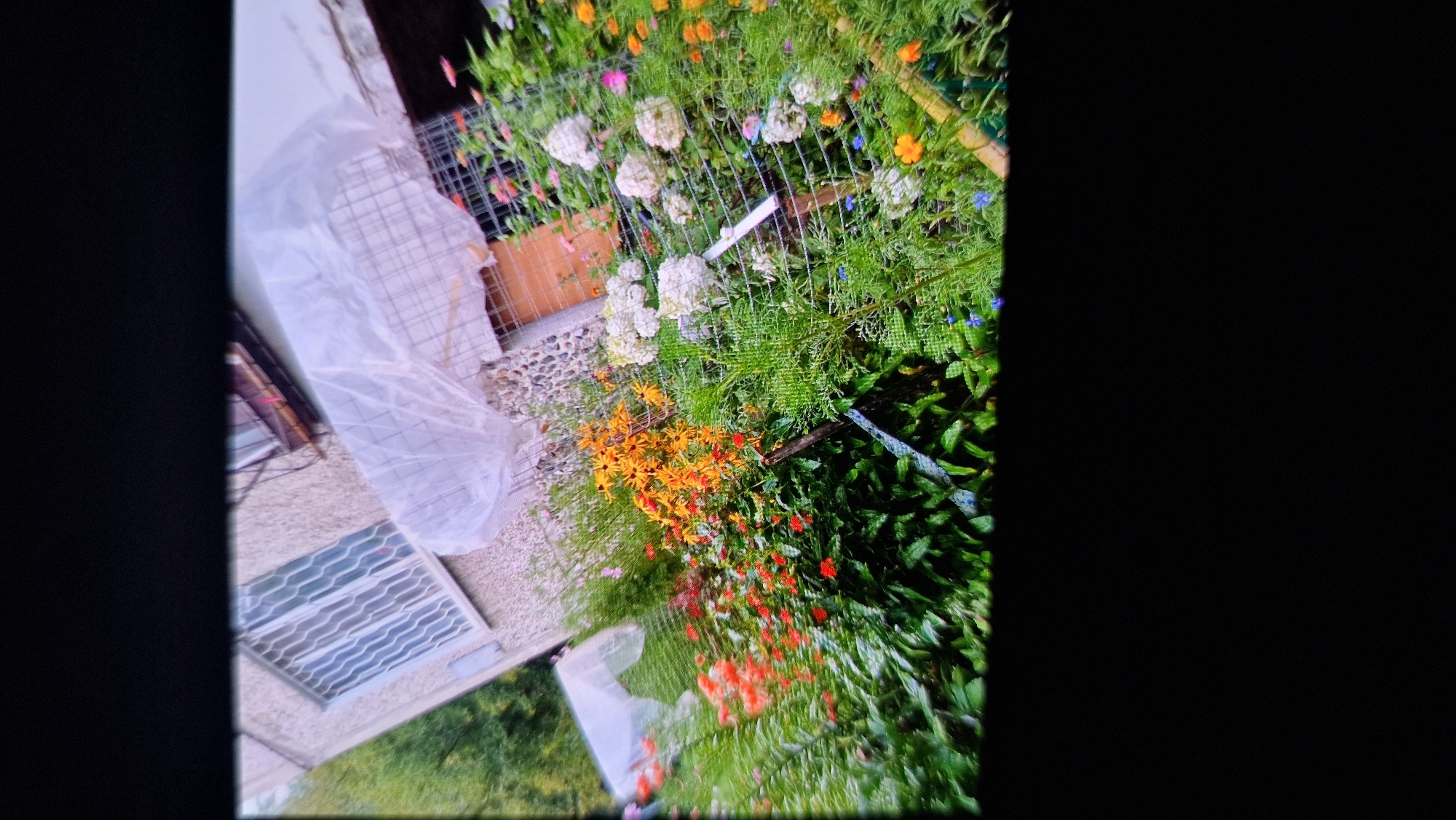 The image shows a close-up view of a flower garden in front of a building. The garden is filled with a variety of colorful flowers, including bright orange and yellow blooms, red flowers, and white clusters. Lush green foliage forms a backdrop for the flowers, and a metal fence runs through the garden. In the background, the building appears to be an apartment complex with a window covered by a decorative metal grate. A portion of the building's exterior is visible, showing a textured wall. The scene suggests a residential area within the city of Kostanay, Kazakhstan, possibly a courtyard or a public garden space.
