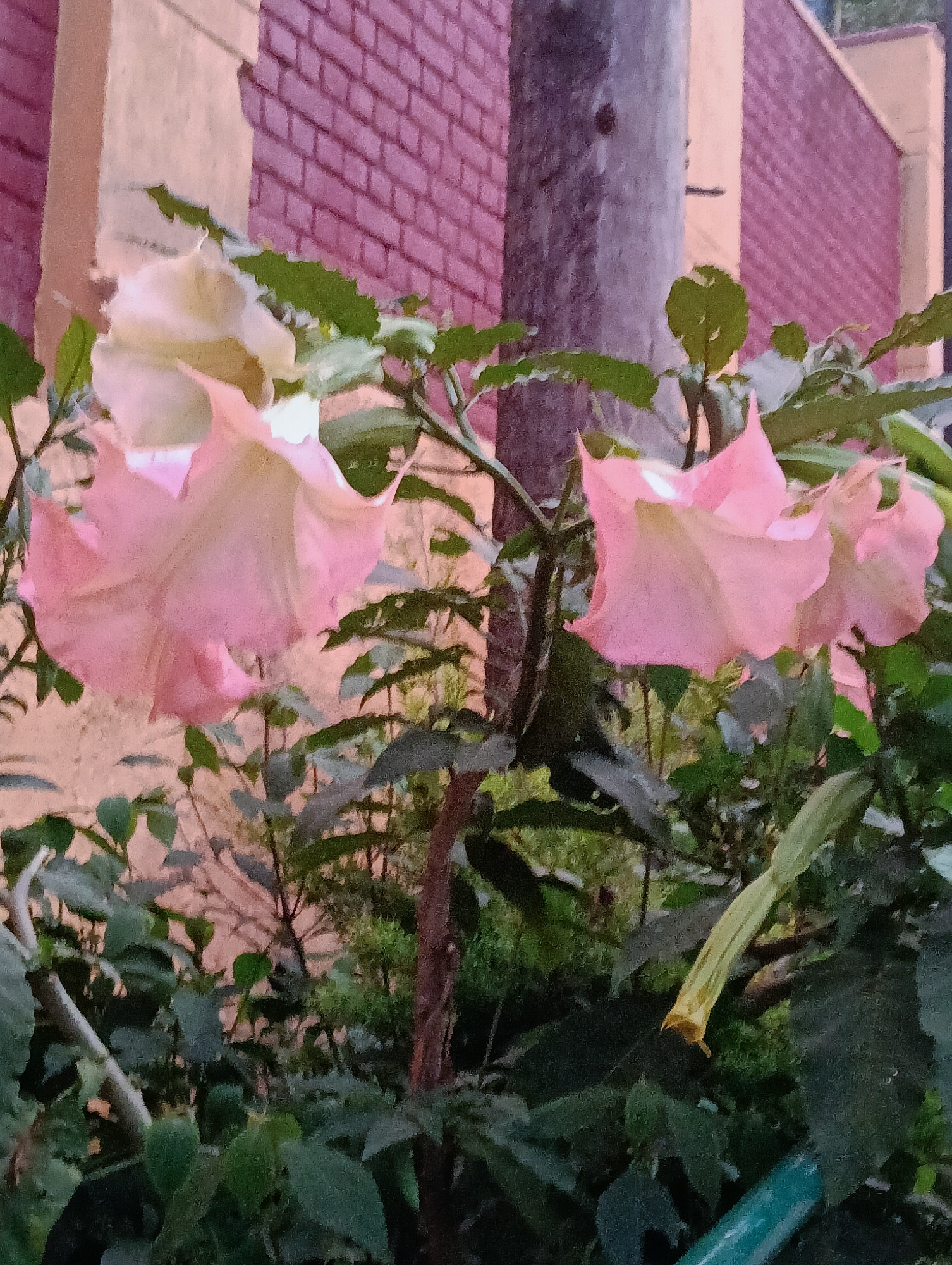A close-up, slightly blurry, eye-level photograph depicts a cluster of pale pink flowers with trumpet-shaped blooms. The flowers are the central focus of the image, appearing to hang from green stems amidst darker green foliage. In the background, a rough, grey cylindrical object, likely a pole or pillar, stands vertically. Behind this, a textured surface composed of pinkish-purple bricks is visible, with a lighter colored wall to the left. The overall lighting suggests it may be dusk or an overcast day. The scene is likely located outdoors in a garden or near a building in Dharamshala, India, as indicated by the architectural elements. There are no people or animals visible in the image.
