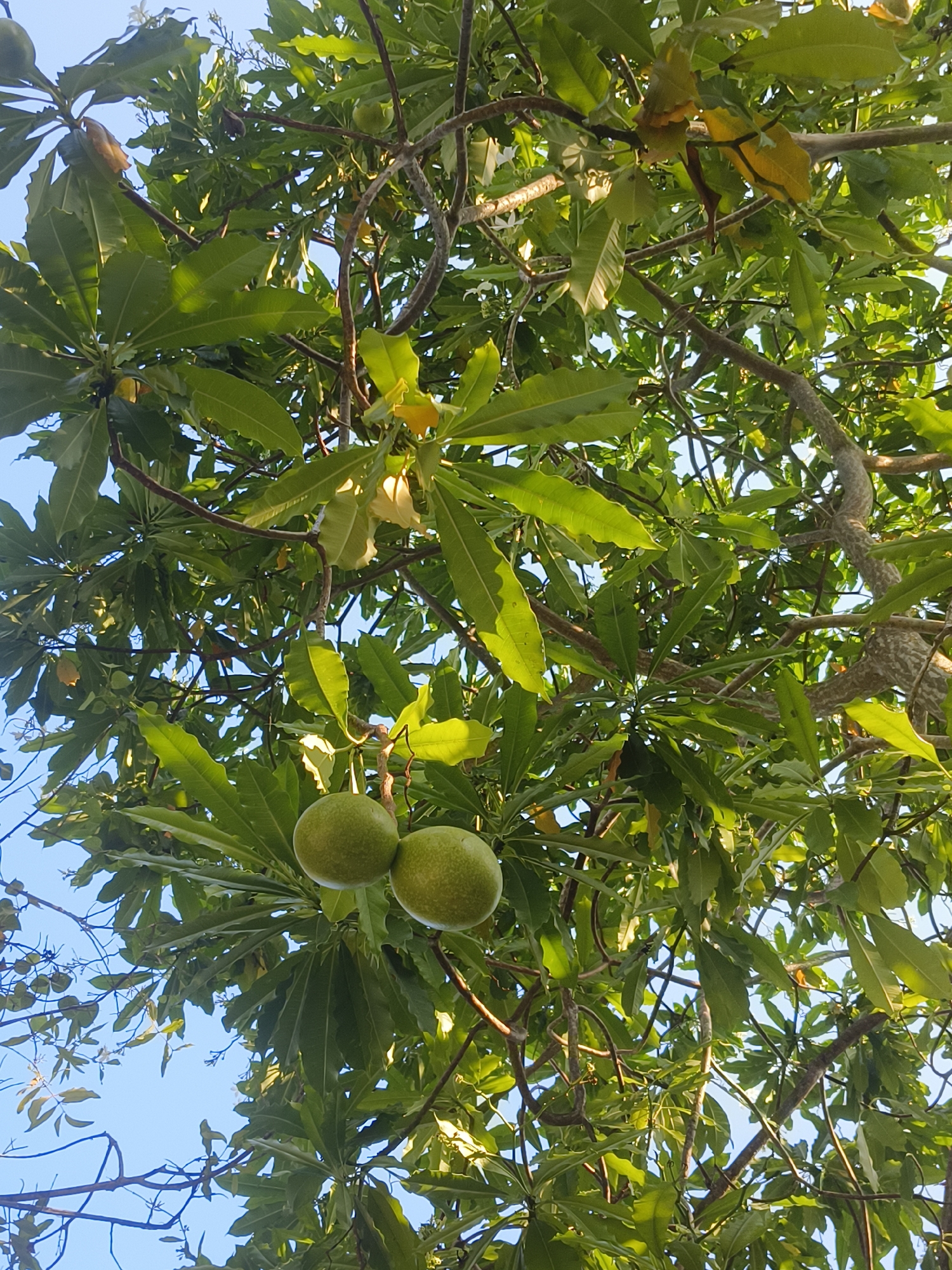 The image shows a close-up view of a tree canopy with bright green leaves and a clear blue sky visible in the background. Two large, round, green fruits are hanging from a branch in the foreground. The tree appears healthy, with sunlight filtering through the leaves, creating a dappled effect. The scene is set outdoors, likely in a tropical or subtropical climate, given the foliage and the presence of fruit. The location is specified as Kuta Selatan, Indonesia, which is a coastal area known for its beaches and tropical vegetation. No people are visible in the image, and there are no discernible actions or interactions taking place. The overall impression is one of natural beauty and abundance.