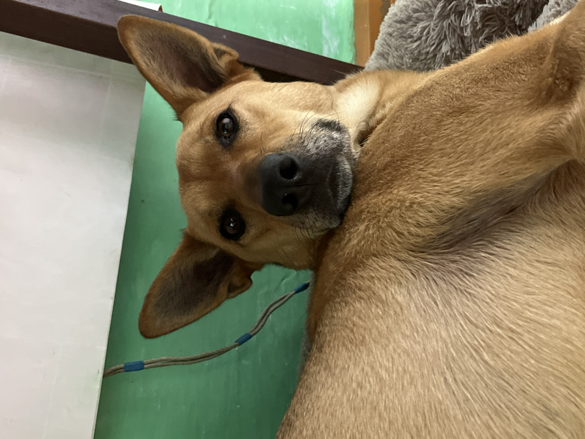 A medium-shot, eye-level, indoor photograph captures a close-up of a brown dog with large, erect ears and dark eyes. The dog's head is turned to the right, with its gaze directed slightly off-camera. Its fur is a warm brown color, with lighter shades around its muzzle and chest. The dog appears to be resting or lounging, with its body partially visible in the foreground and its head supported by a gray, fluffy surface. In the background, a green wall is visible, with a white horizontal surface and a wooden post on the right side. A blue-taped cable runs along the green wall. There is no discernible connection to the city of Nizhny Tagil, Russia.
