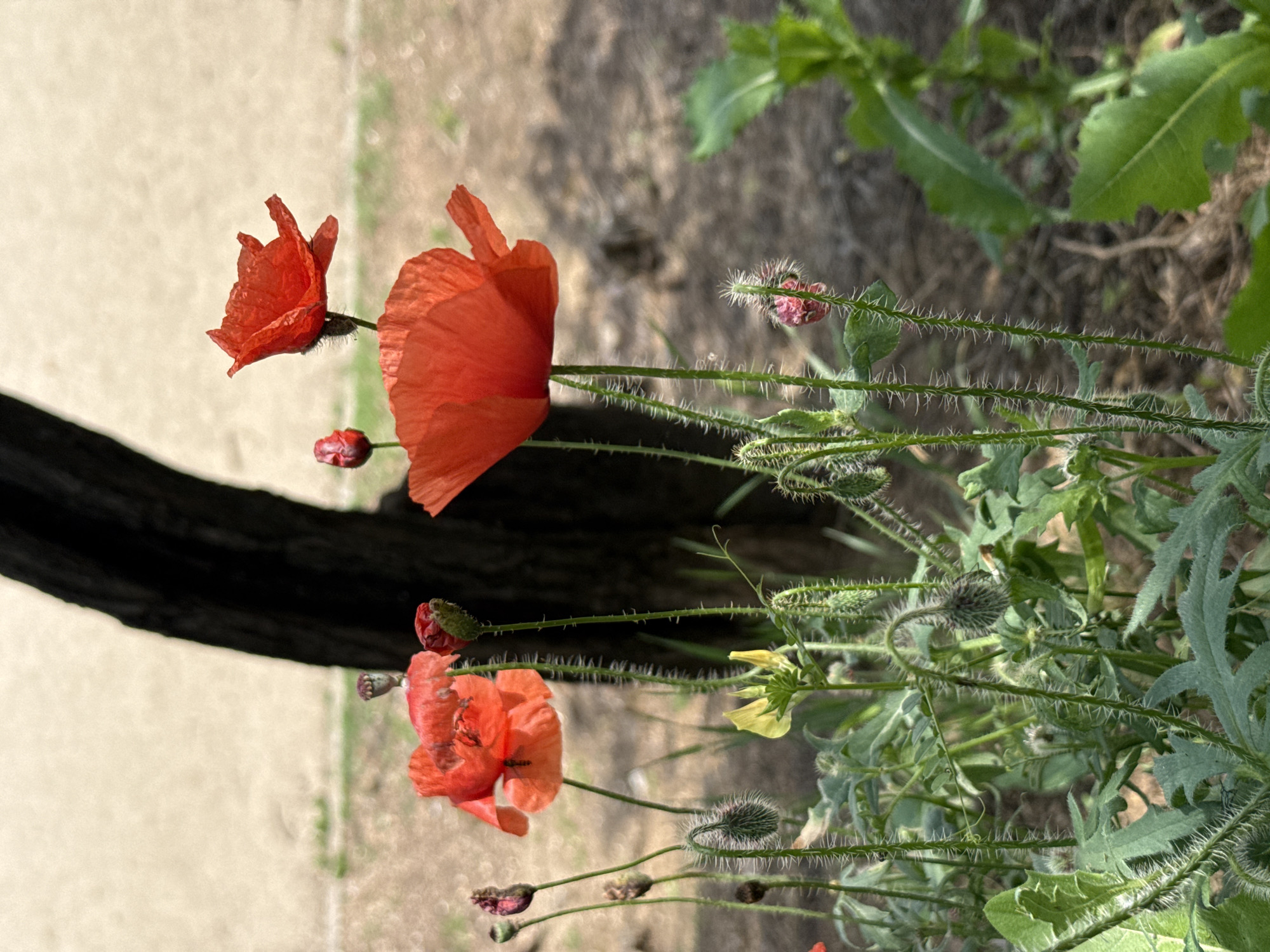 The image displays a close-up, shallow depth of field shot of several red poppy flowers and buds, along with other green foliage, in an outdoor setting within the city of Pleven, Bulgaria. In the foreground and mid-ground, multiple red poppies are visible, with two prominently open, displaying their vibrant red petals. One open poppy is positioned towards the center-left, with a small dark insect visible on its petals. Another open poppy is situated higher and to the right, facing left. Numerous poppy buds, characterized by their hairy green calyces and stems, are scattered throughout the frame, some tightly closed and others beginning to unfurl. A single yellow flower with distinct petals is located in the lower-middle section, amidst the poppy growth. A dark, vertical tree trunk is partially visible in the blurred mid-ground, positioned slightly right of center. The background consists of a light, sandy or dirt path area, also blurred. The lighting indicates natural daylight, with shadows cast on the ground to the right.