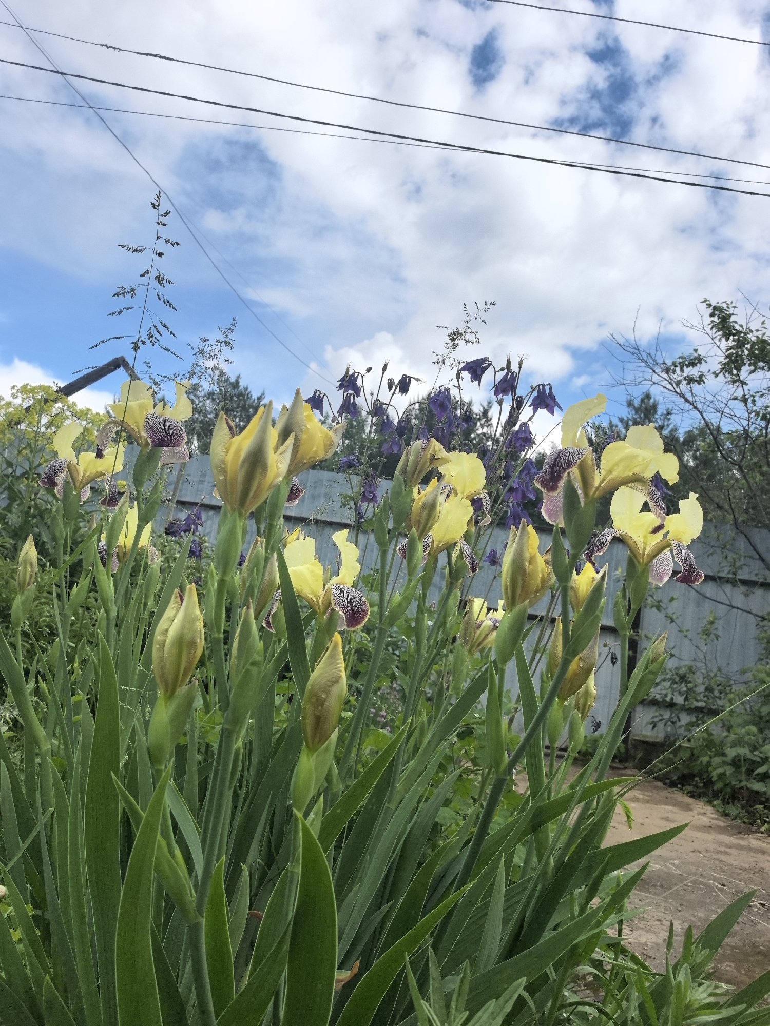 The image shows a garden scene with yellow irises in full bloom and buds. Behind the irises are purple columbines and a grey wooden fence. The background includes trees and a blue sky with puffy white clouds. Overhead are visible electrical lines. In the foreground is a concrete path. The location is likely near Noviy, Russia based on the presence of the typical flora and architecture.